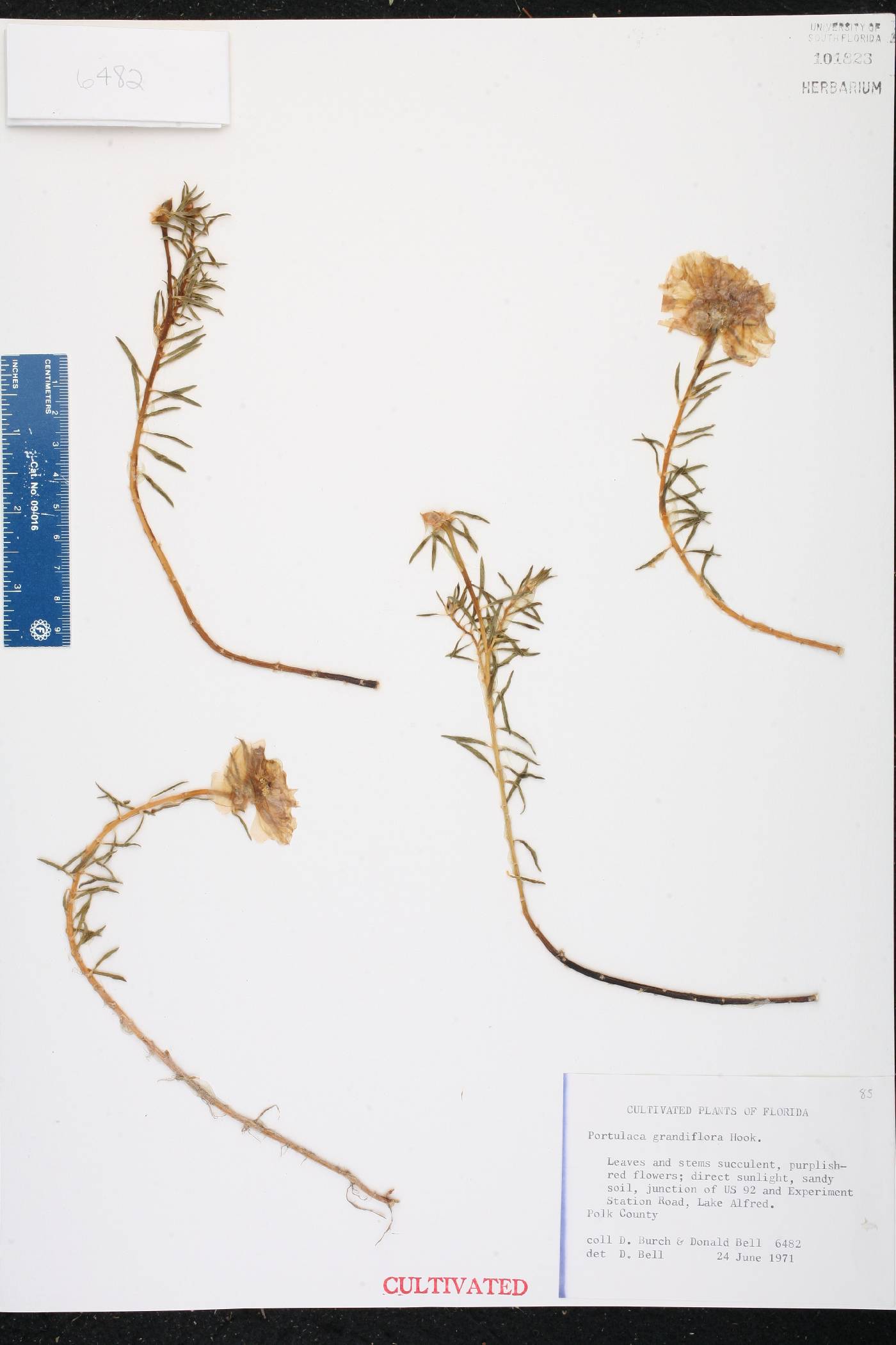 Portulaca grandiflora image