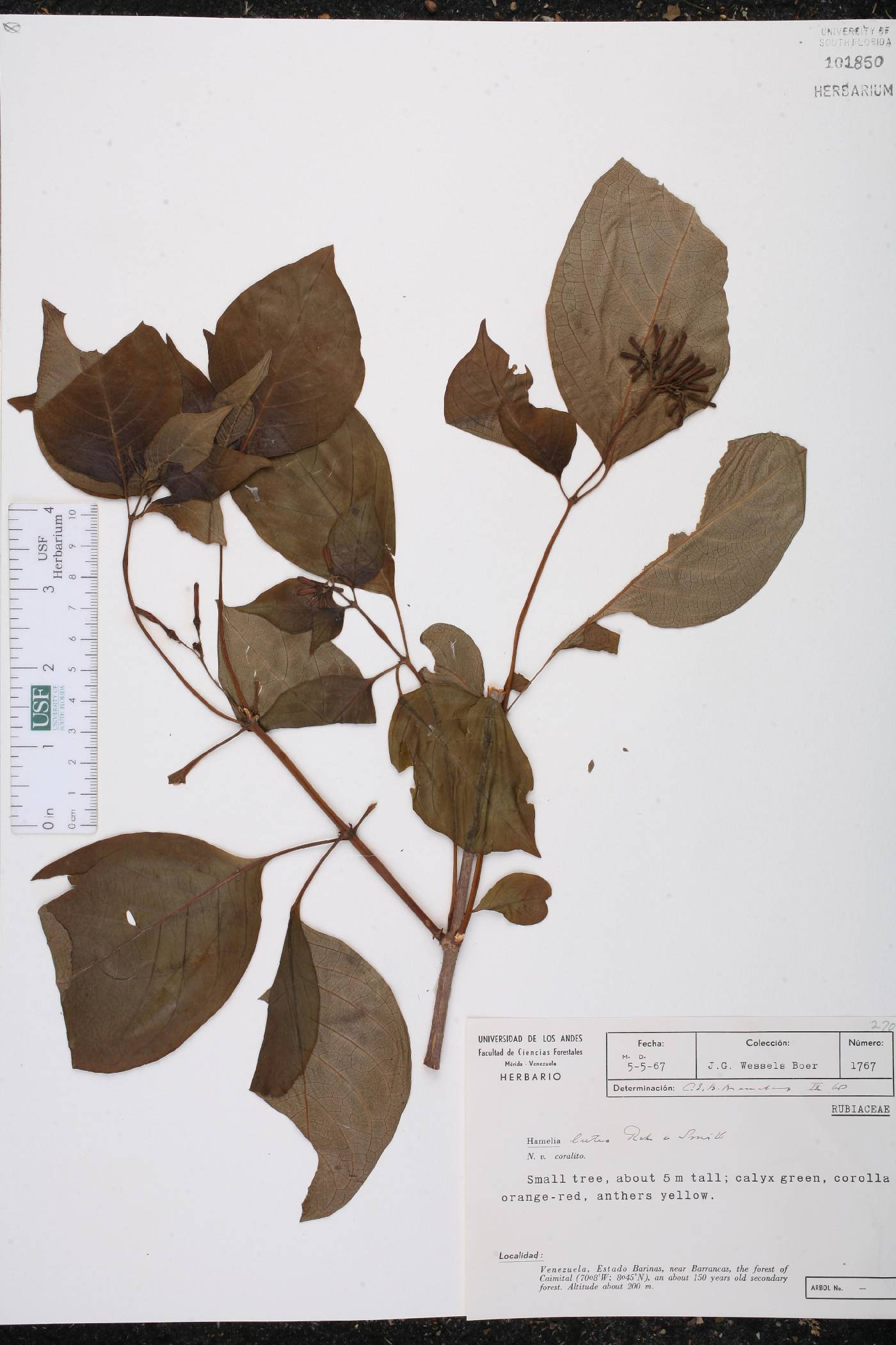 Hamelia axillaris image