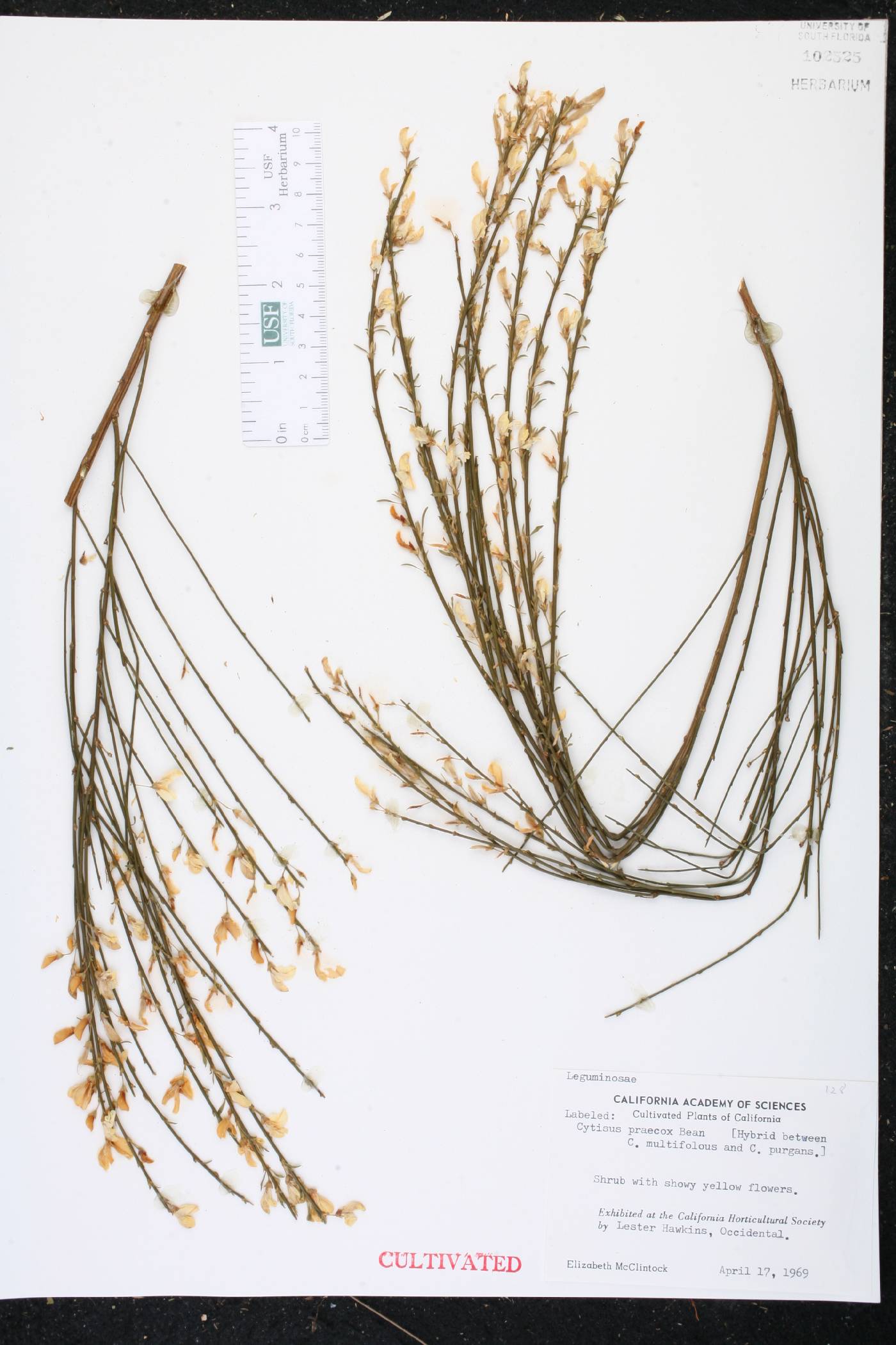 Cytisus x praecox image