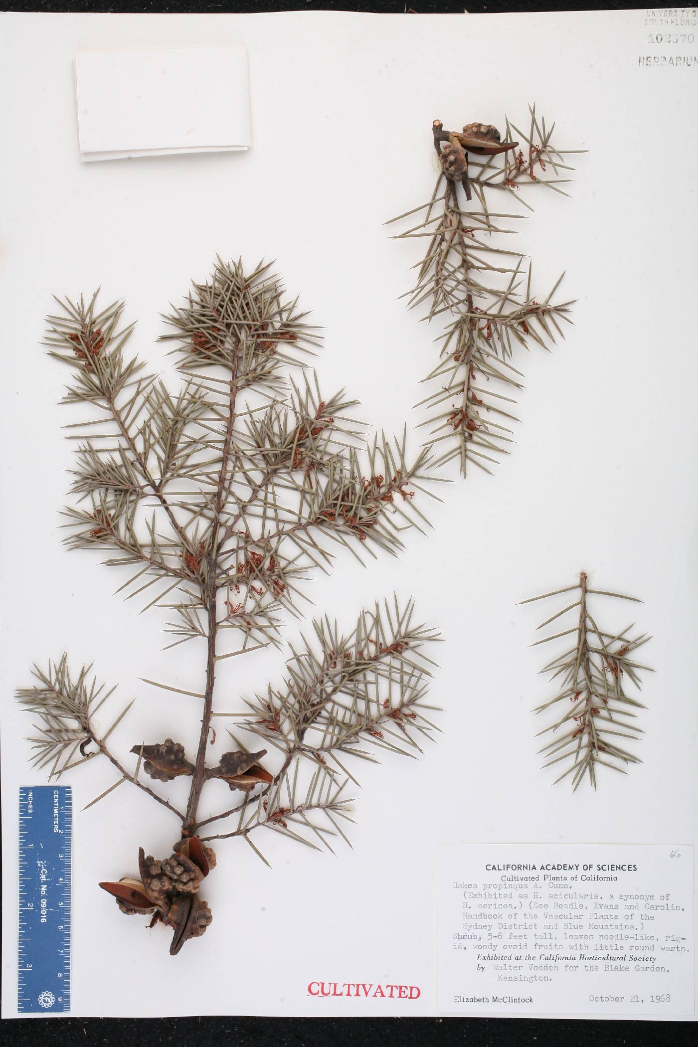 Hakea propinqua image