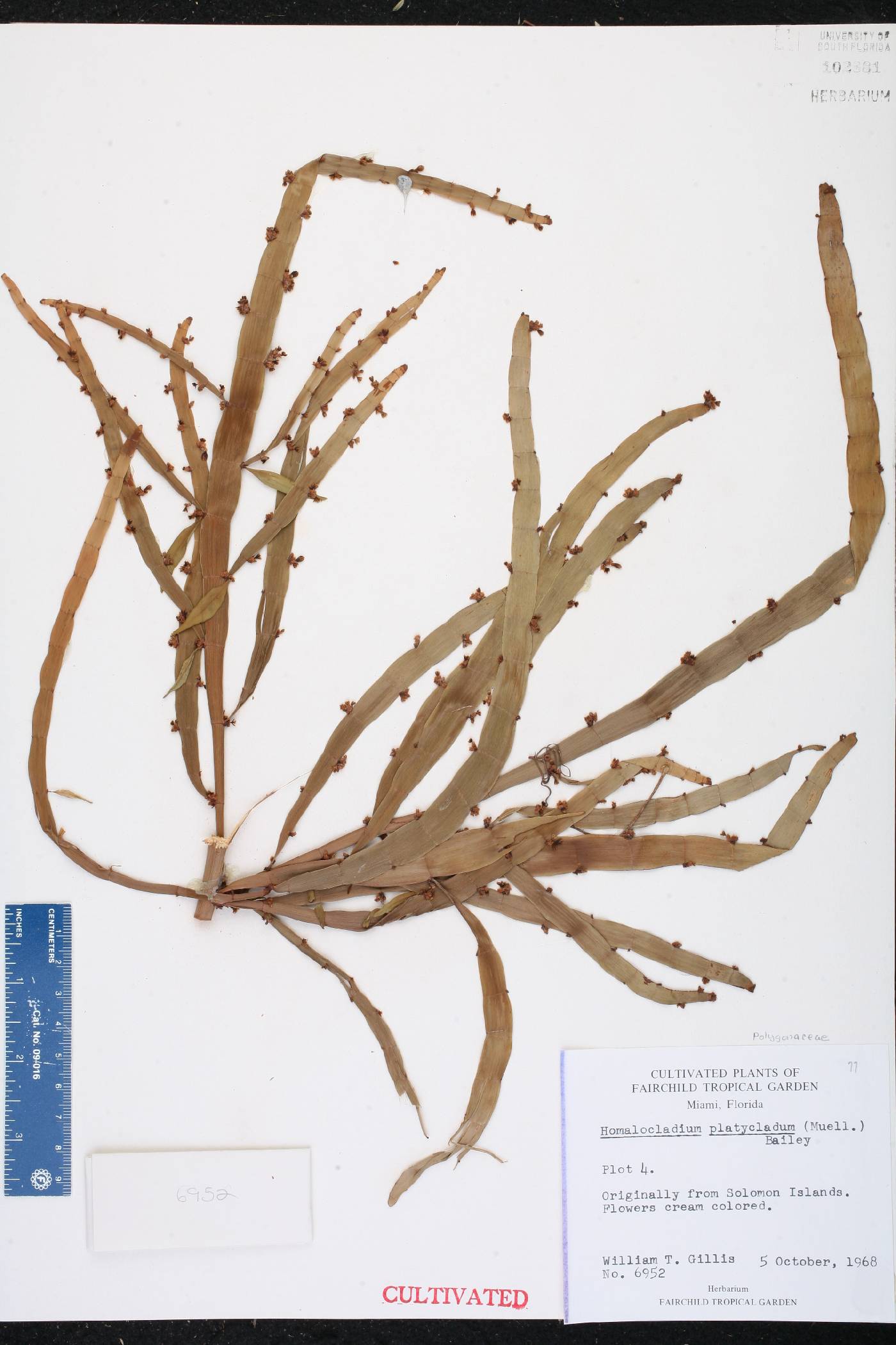 Homalocladium platycladum image