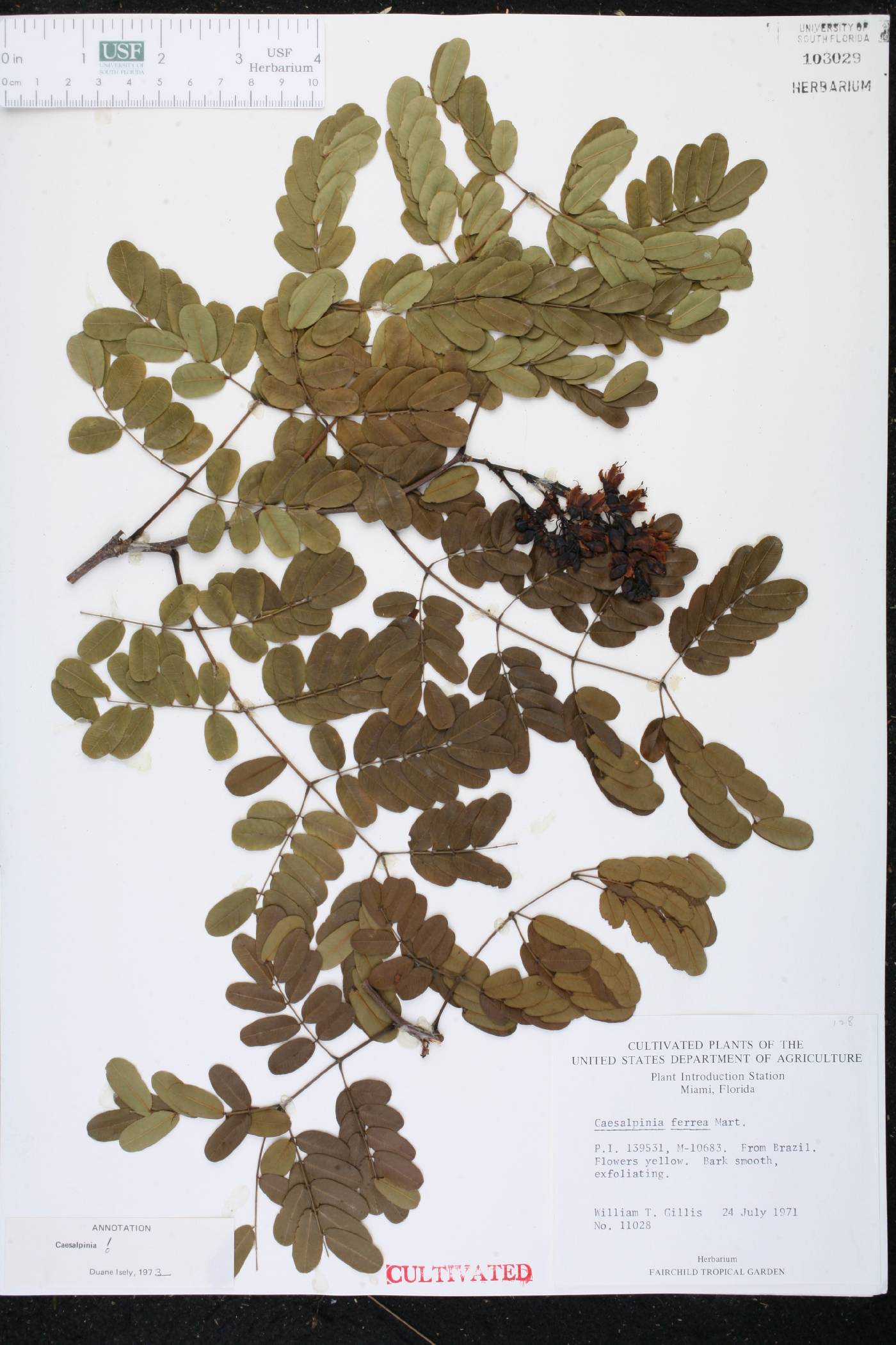 Caesalpinia ferrea image