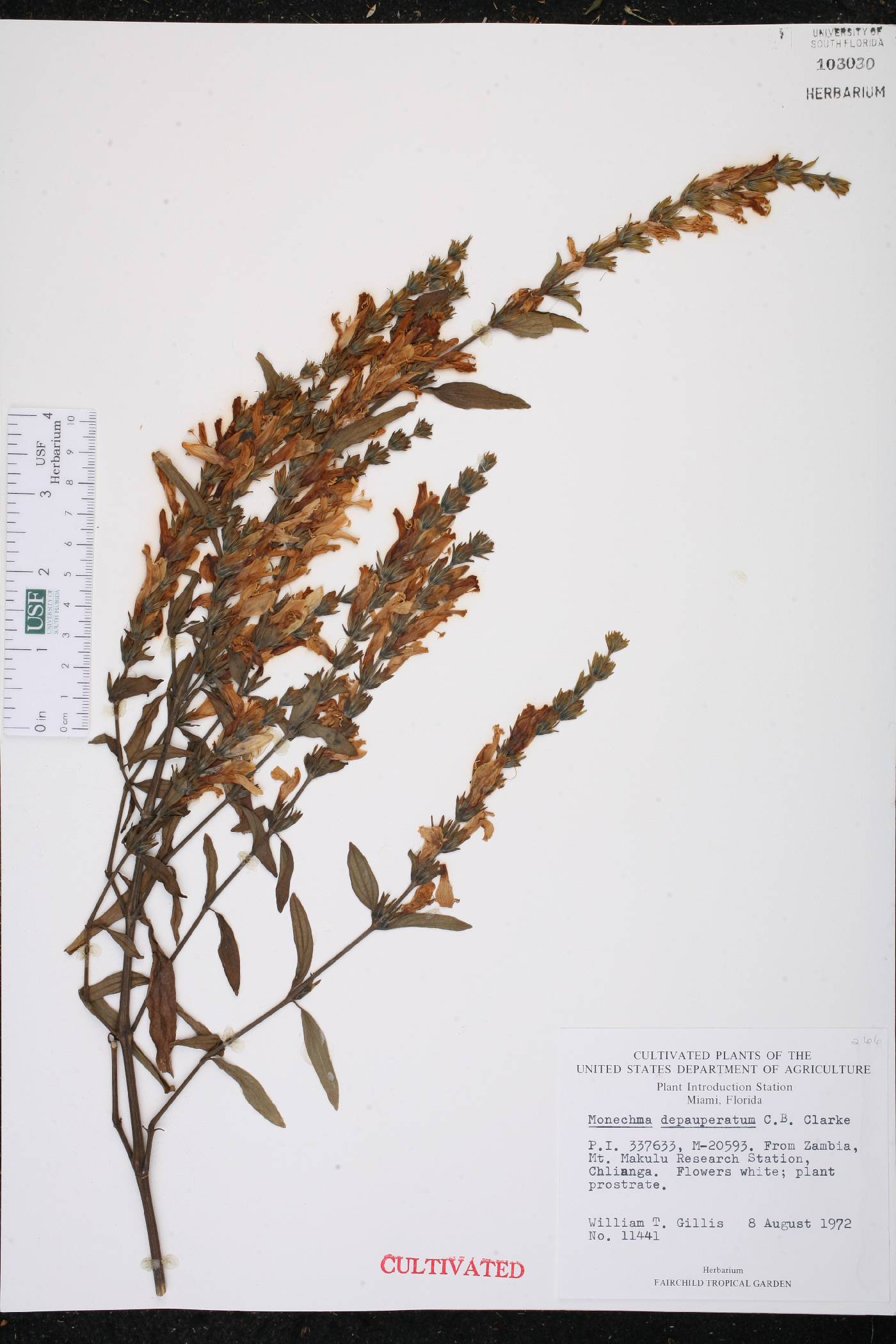 Pogonospermum depauperatum image