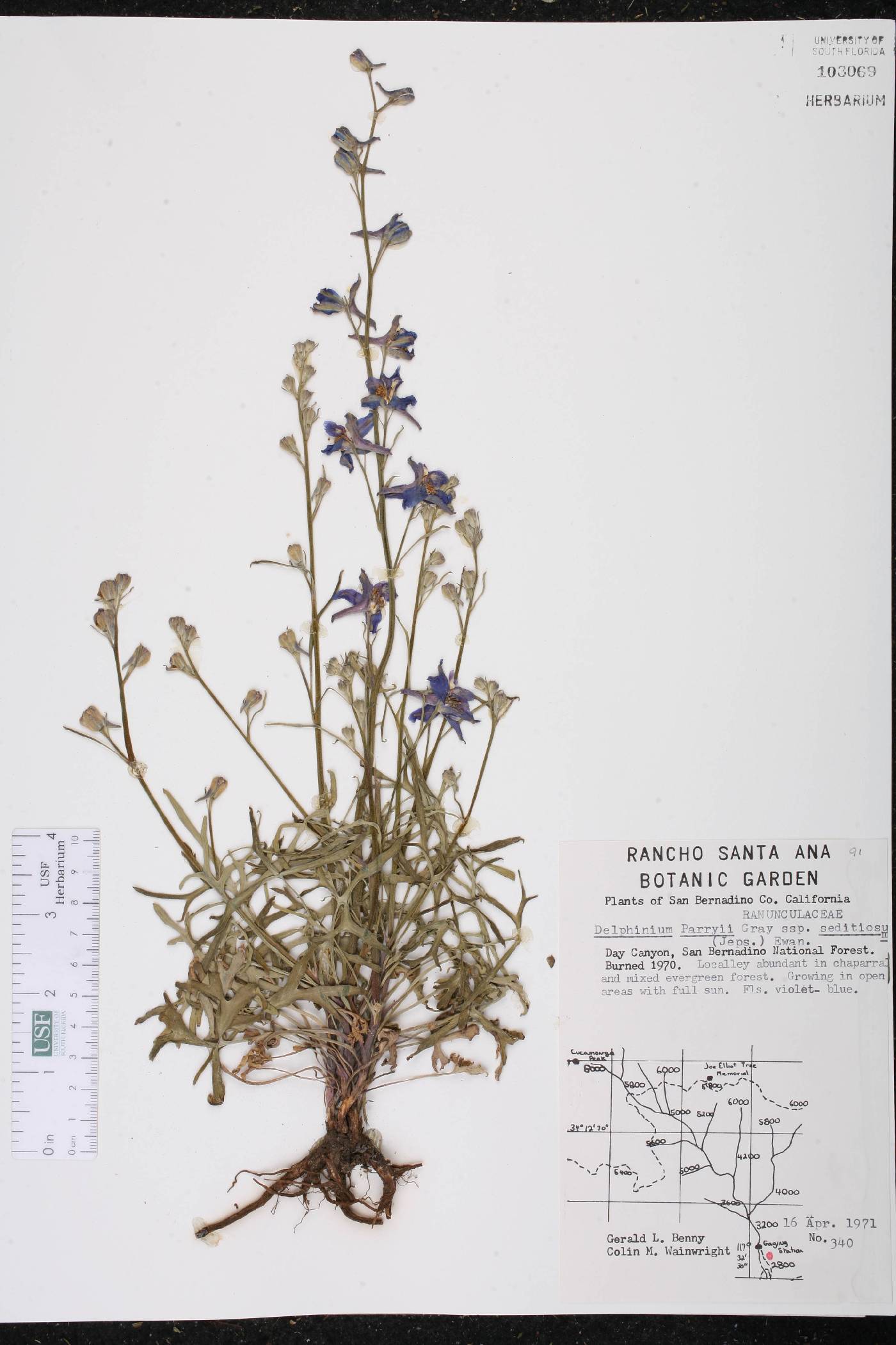 Delphinium parryi subsp. seditiosum image