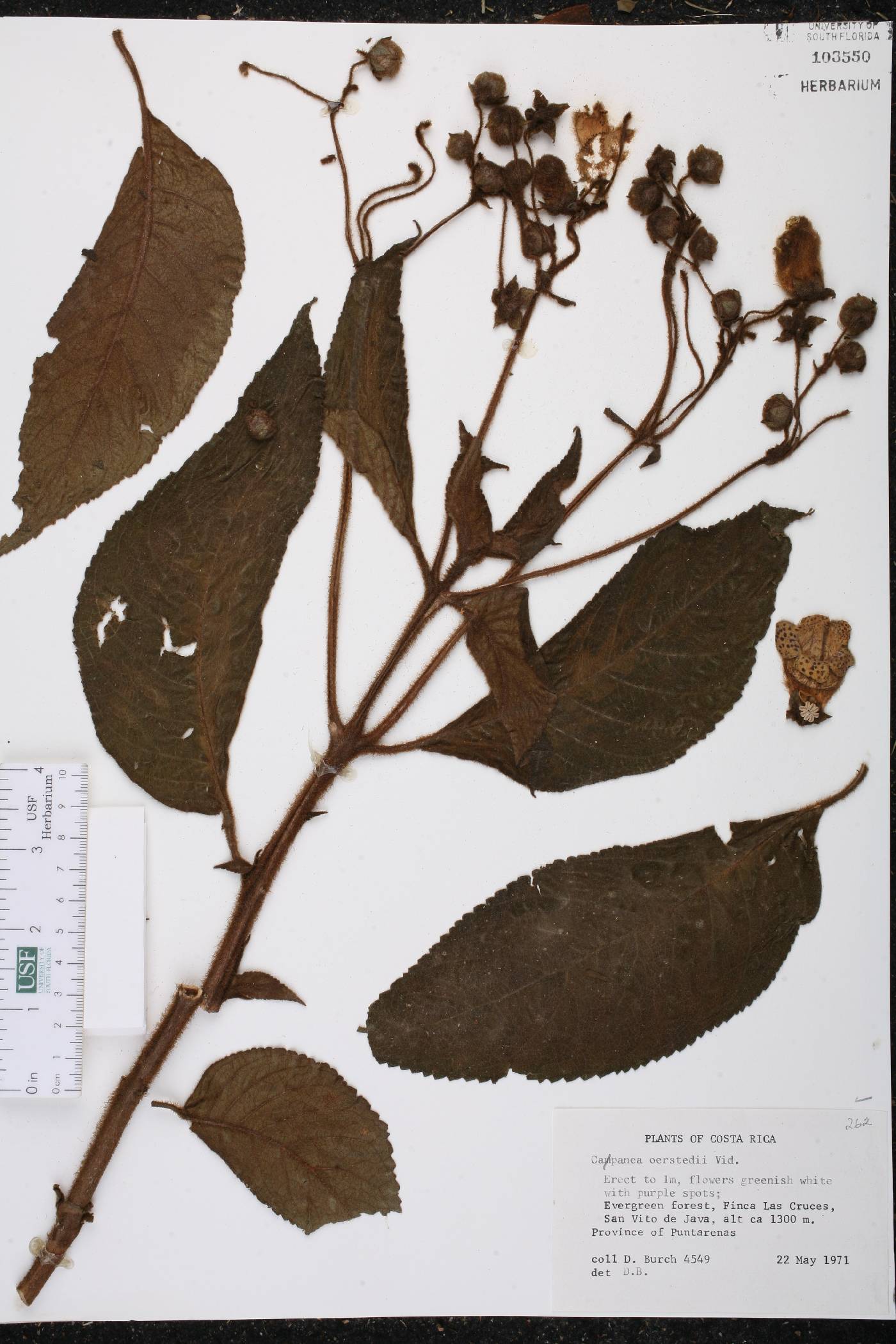 Kohleria tigridia image