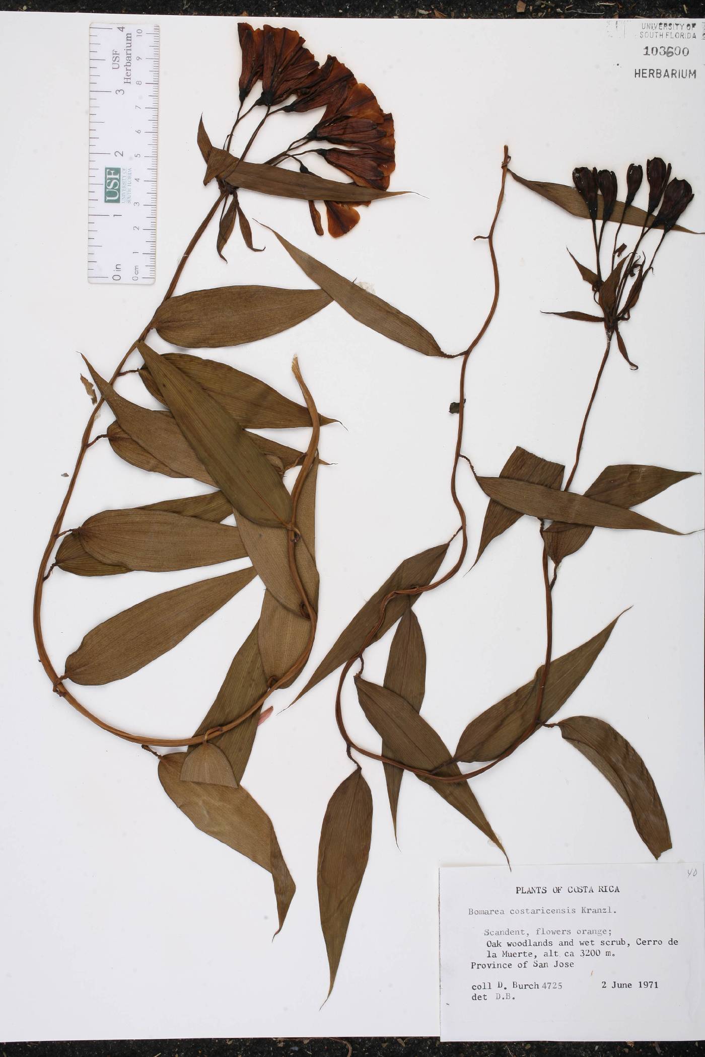 Bomarea costaricensis image