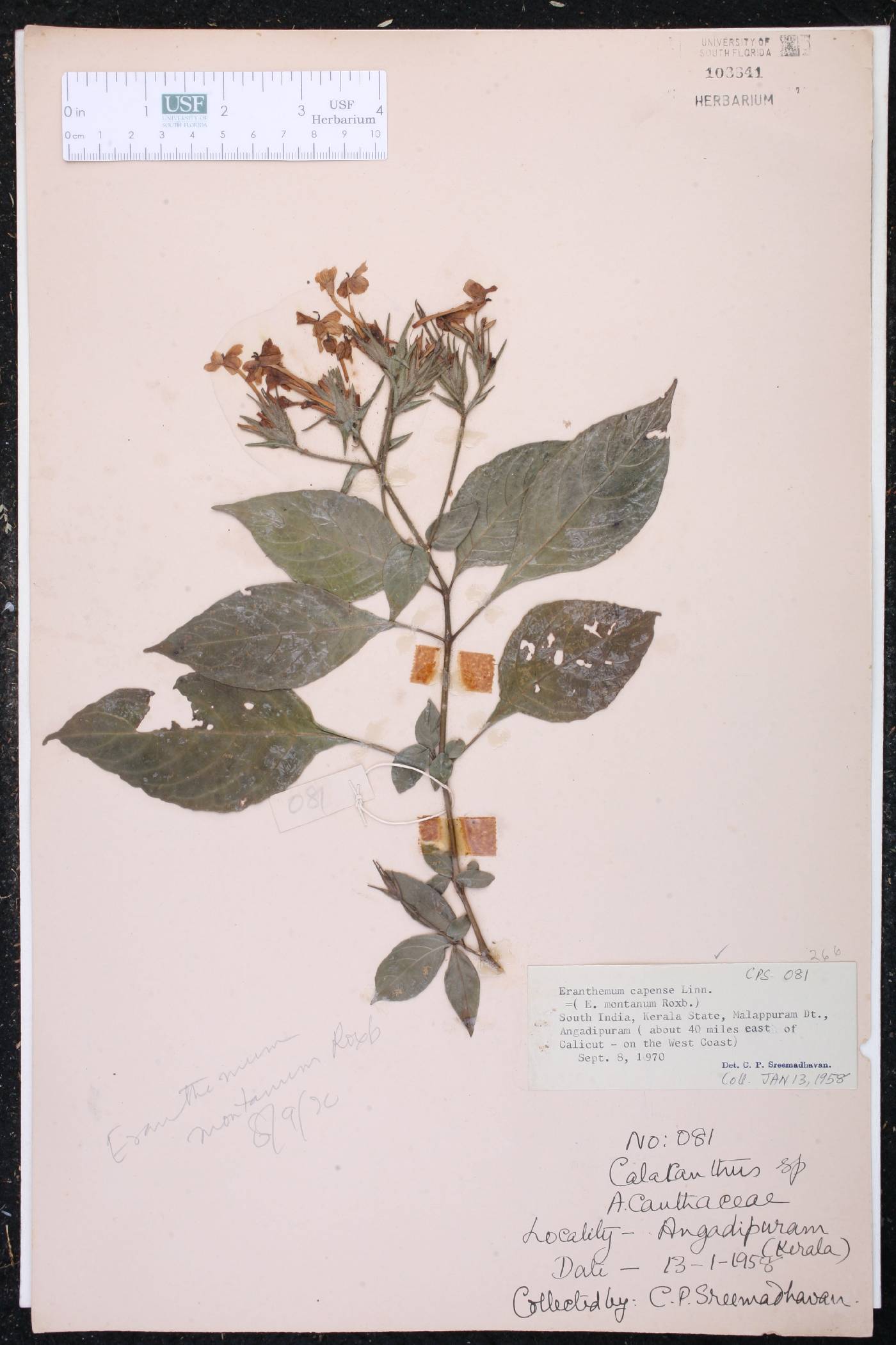 Eranthemum capense image