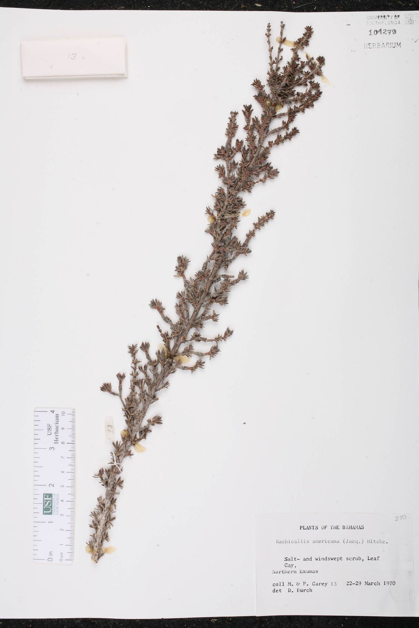 Rachicallis americana image