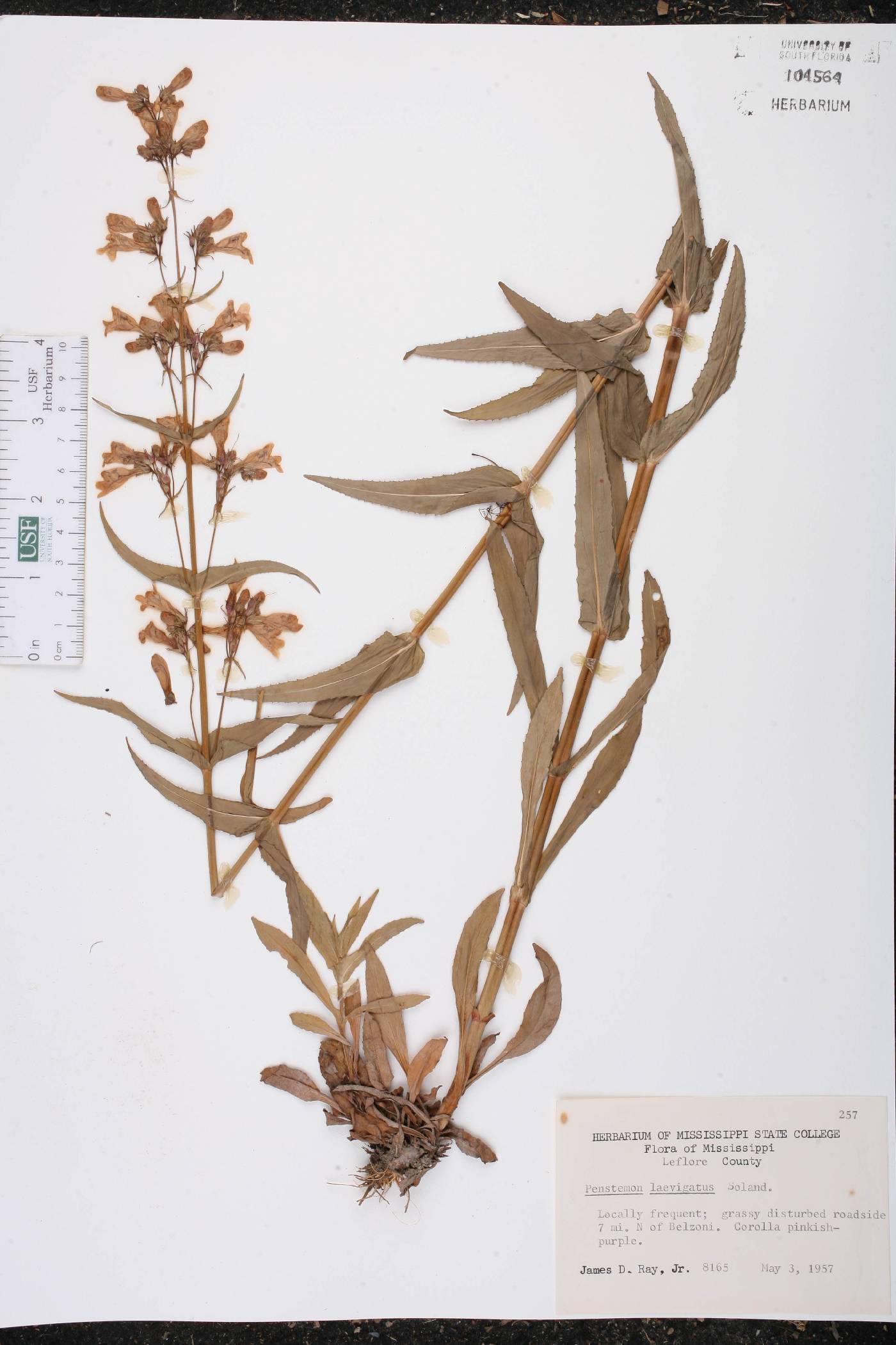Penstemon laevigatus image
