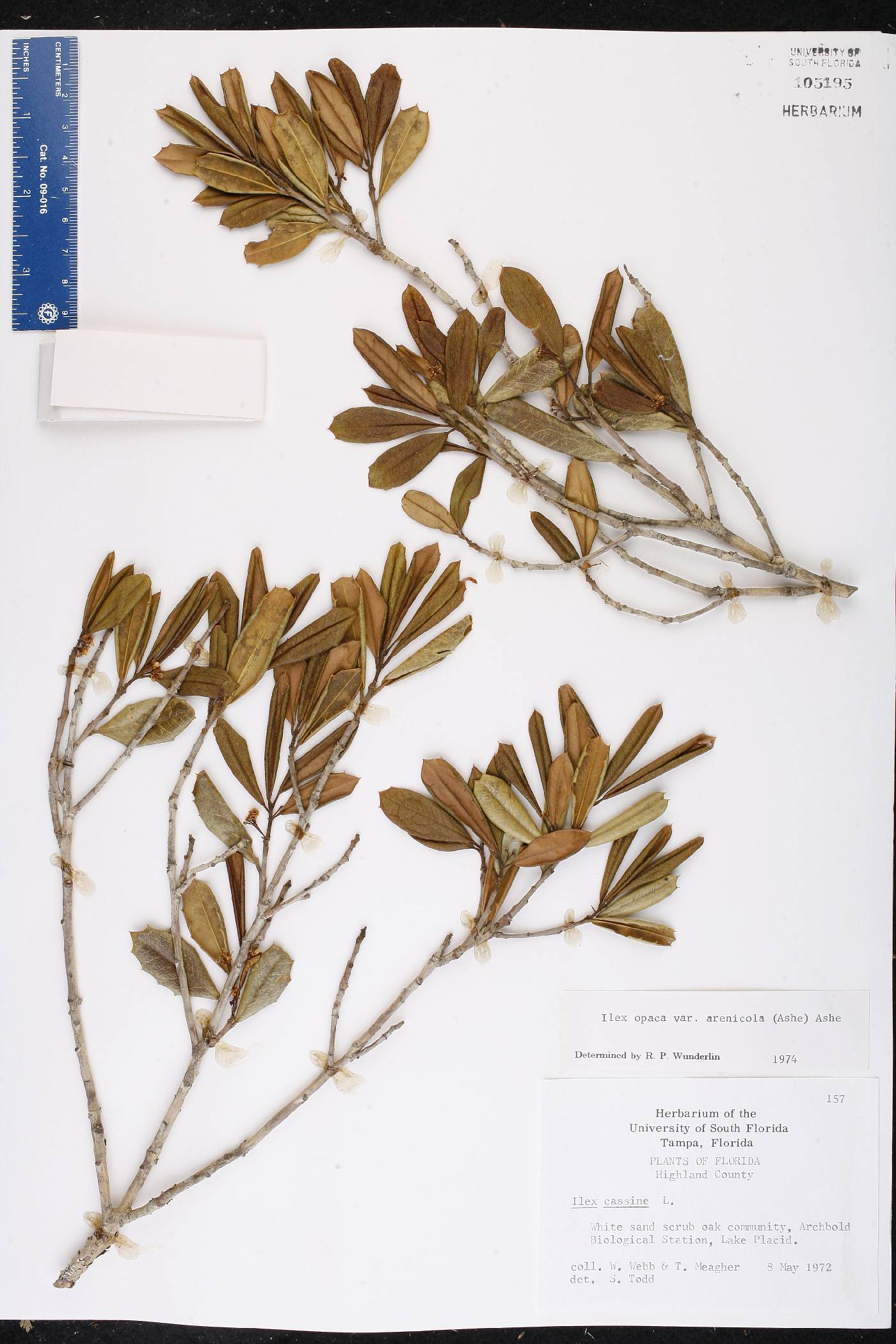 Ilex opaca var. arenicola image
