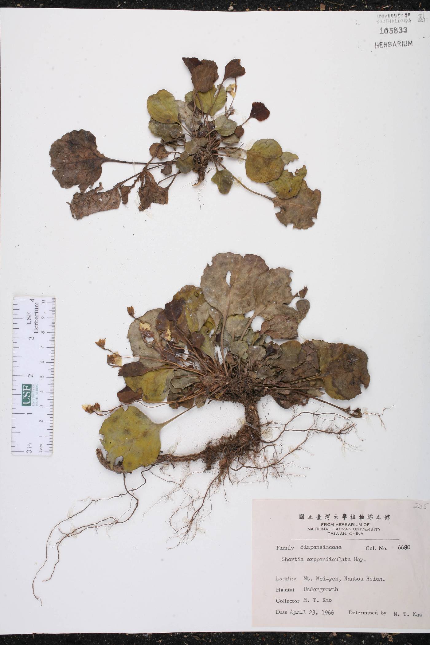 Shortia rotundifolia image
