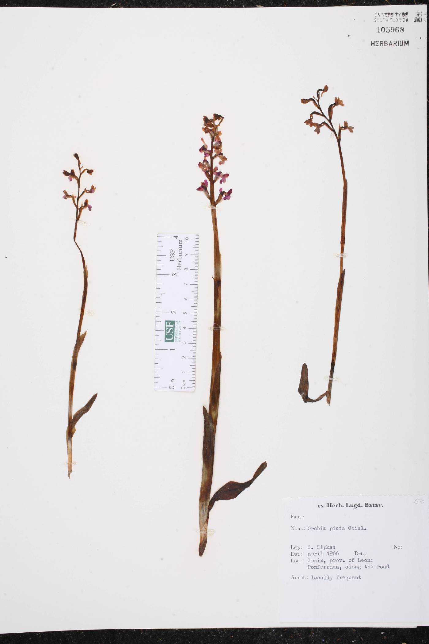 Orchis picta image