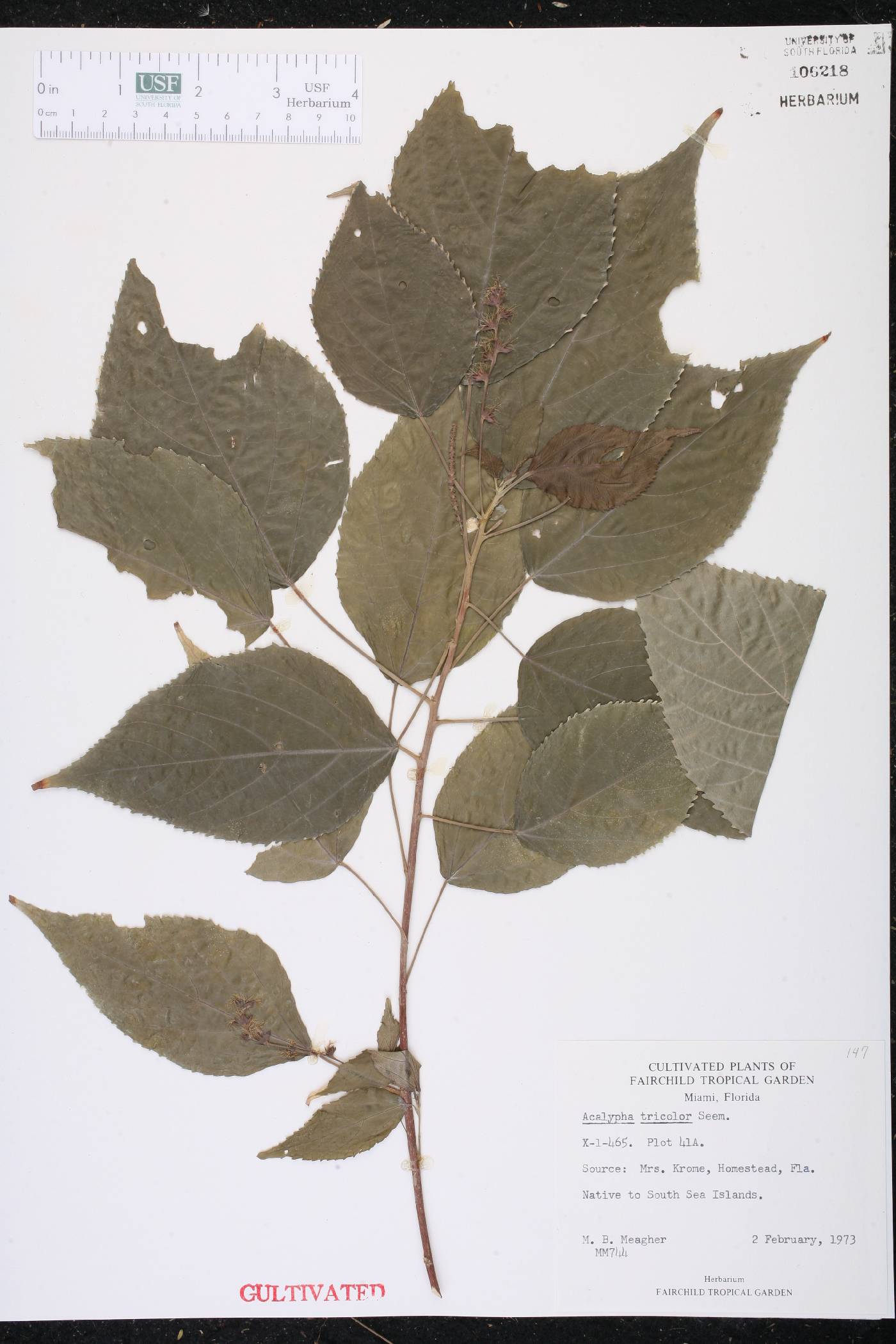 Acalypha wilkesiana image