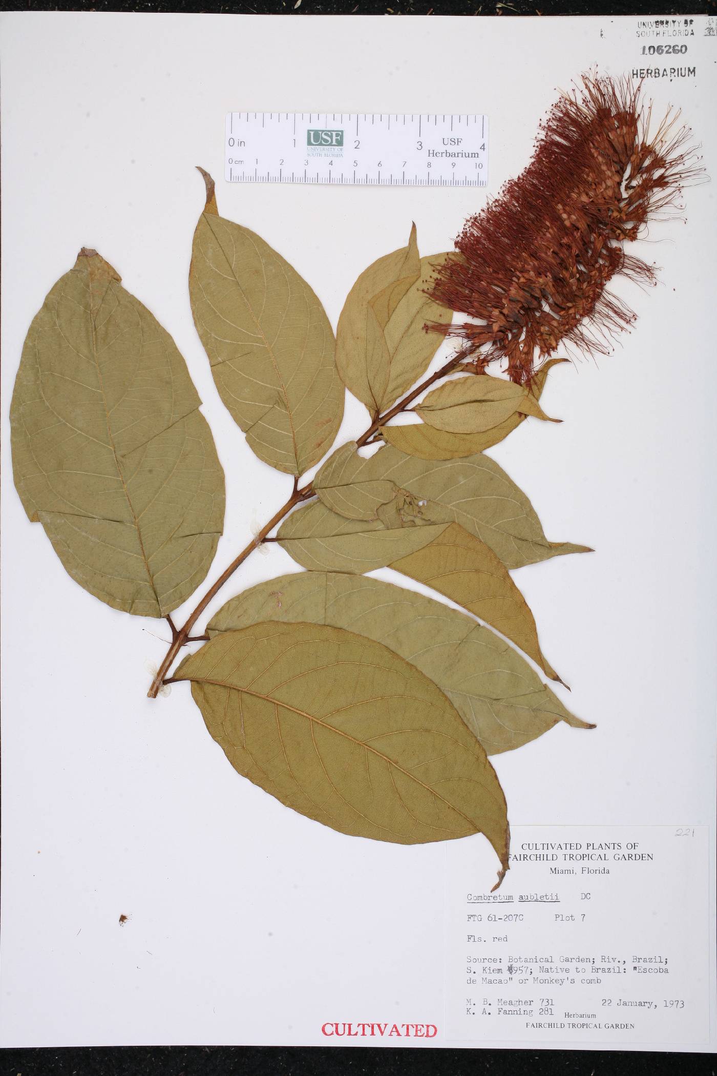 Combretum rotundifolium image