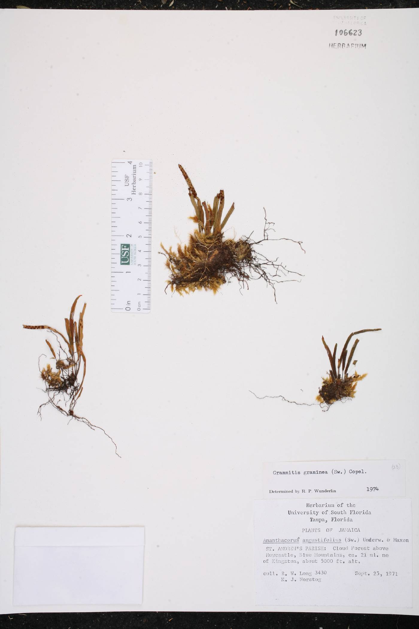 Grammitis graminea image