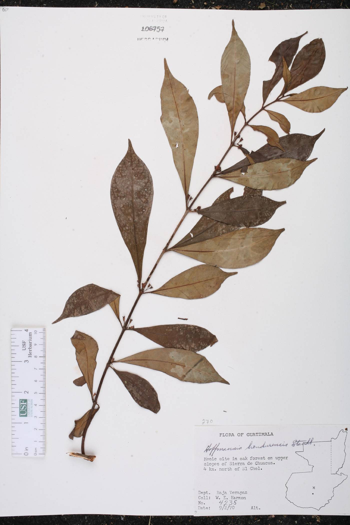 Hoffmannia hondurensis image