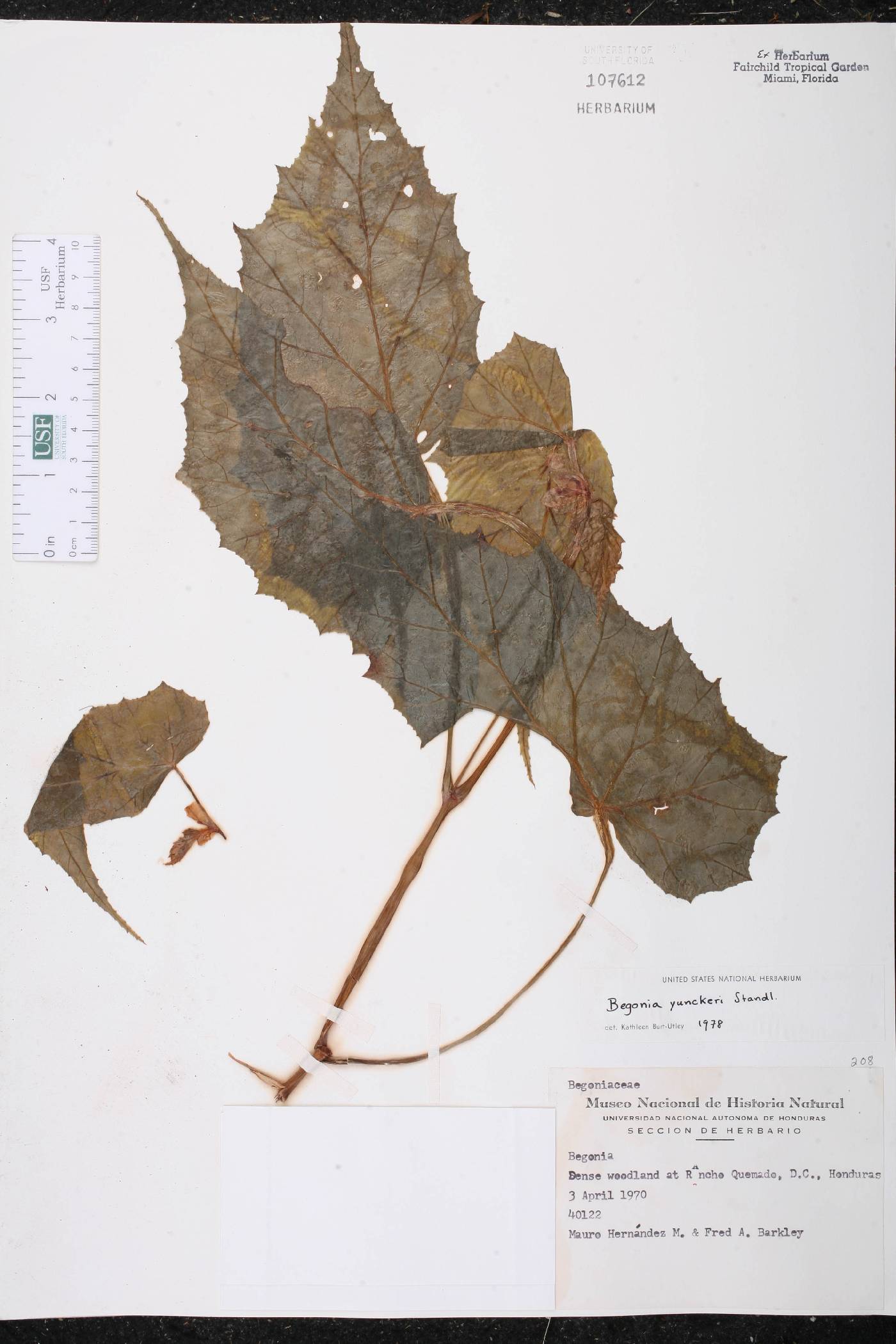 Begonia yunckeri image