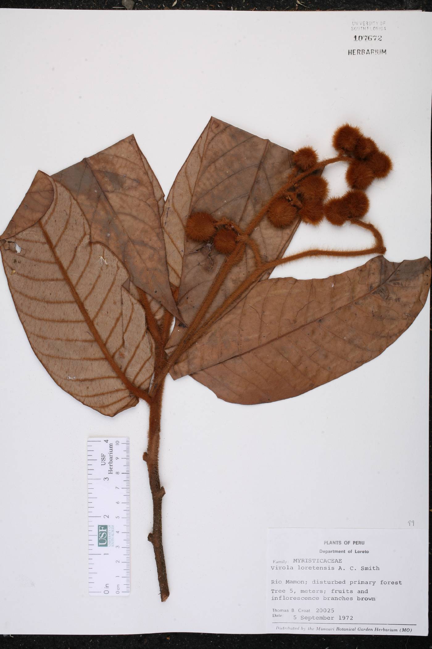 Virola loretensis image