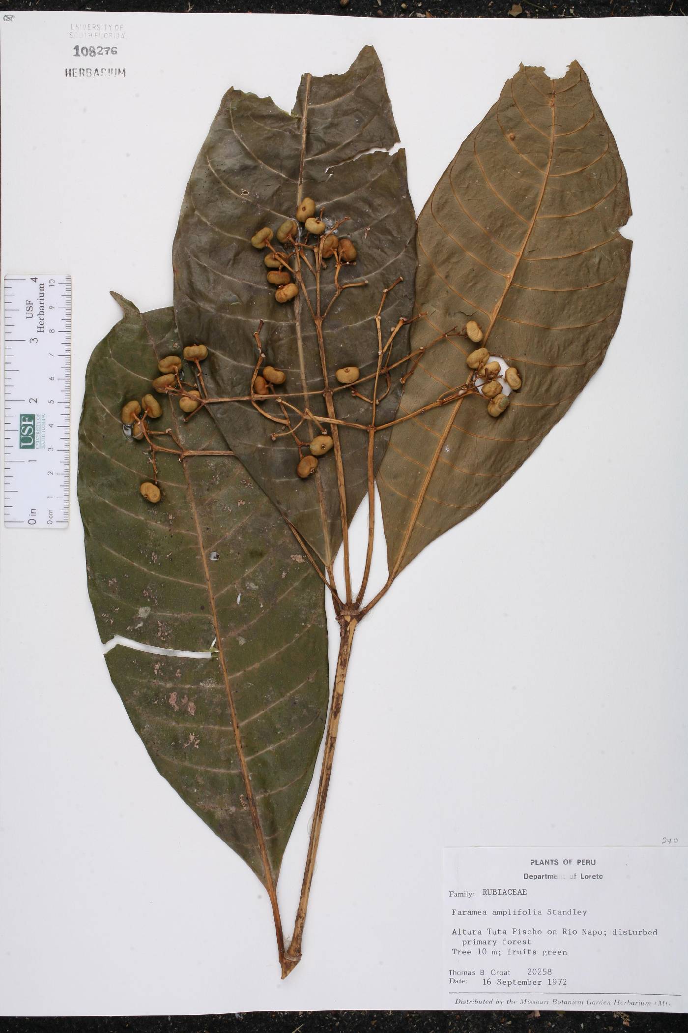 Faramea amplifolia image