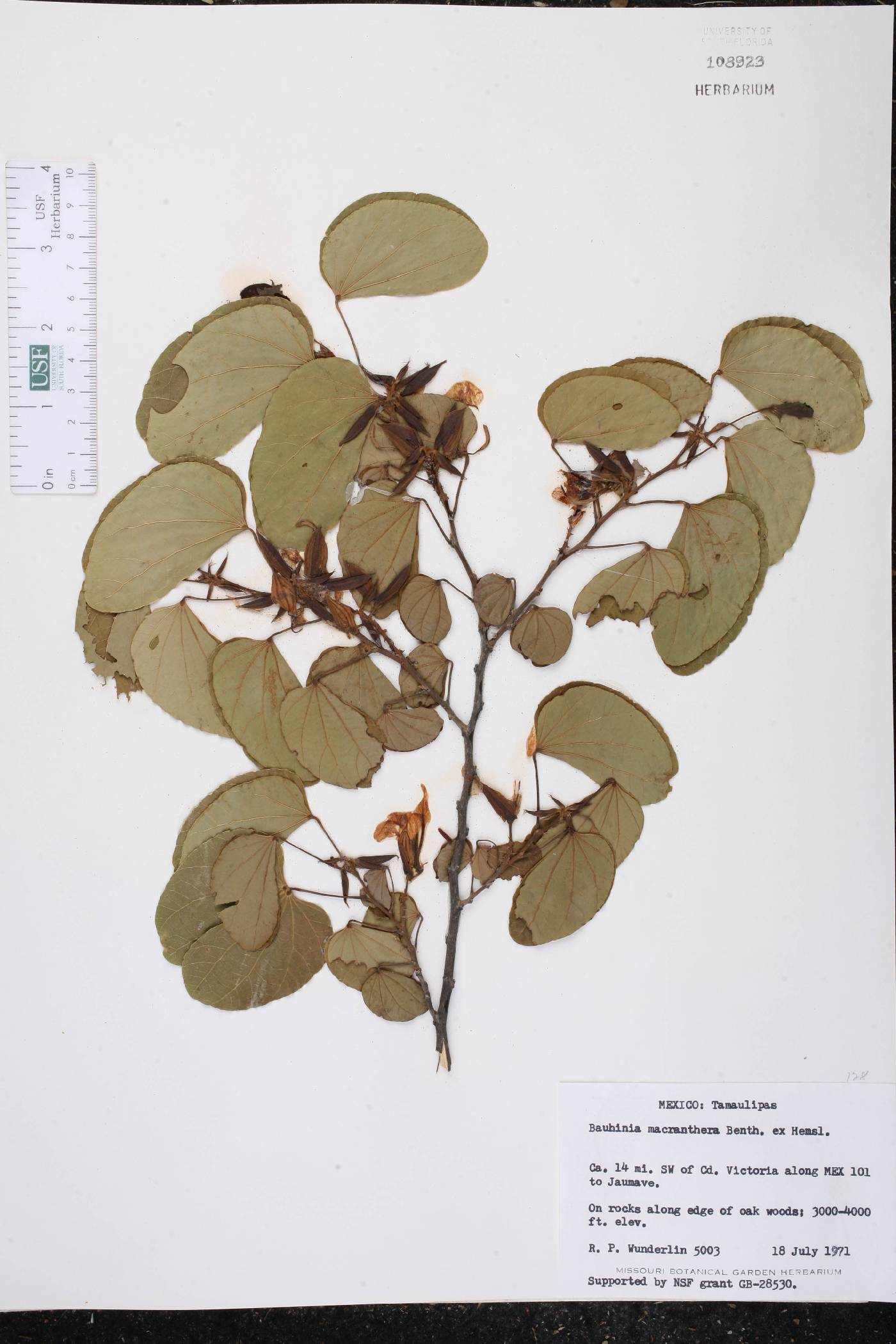 Bauhinia macranthera image