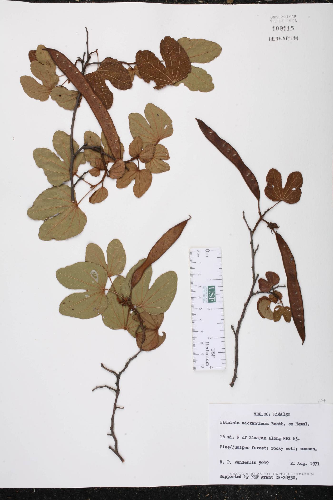 Bauhinia macranthera image