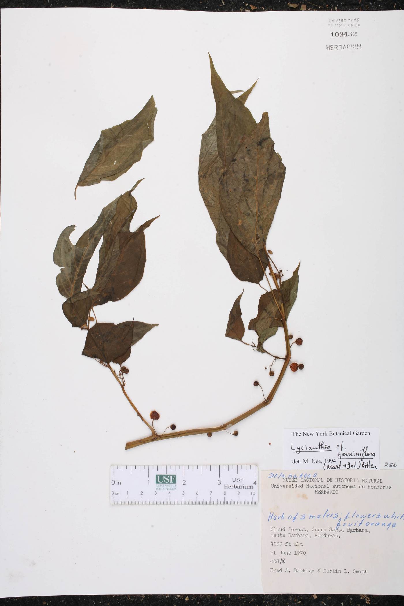 Lycianthes geminiflora image