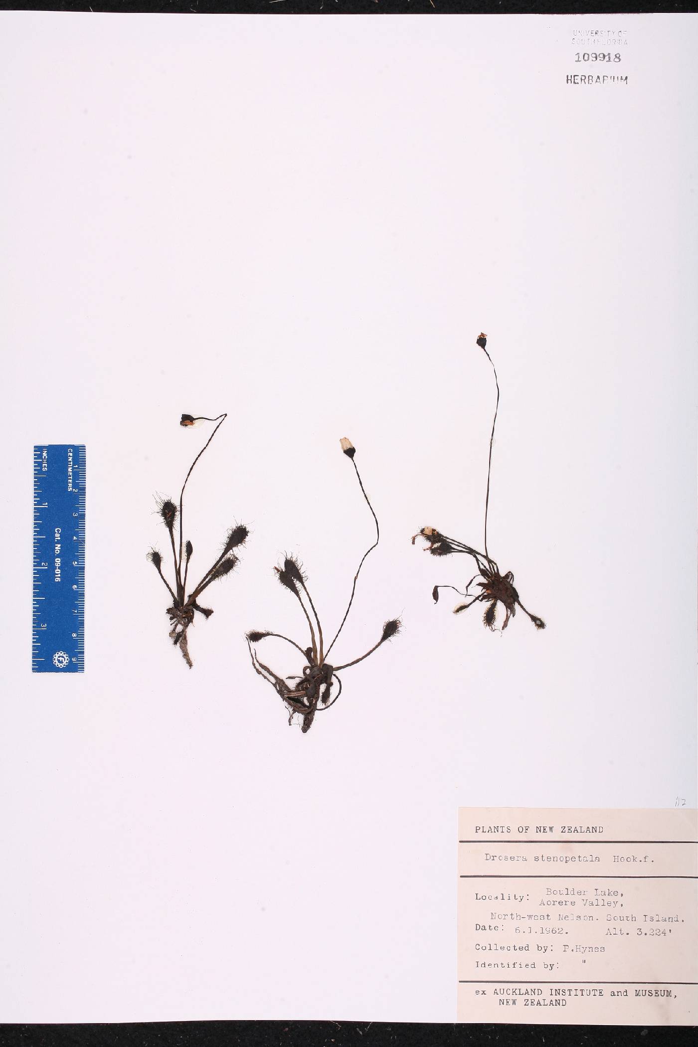 Drosera stenopetala image
