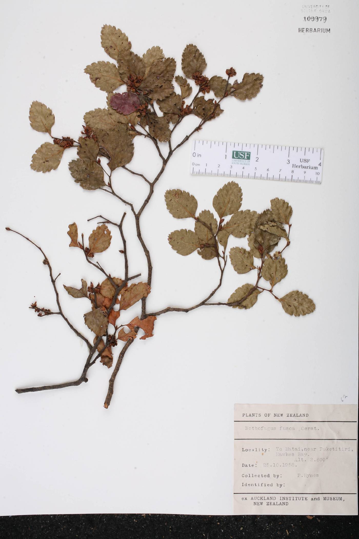 Nothofagus fusca image