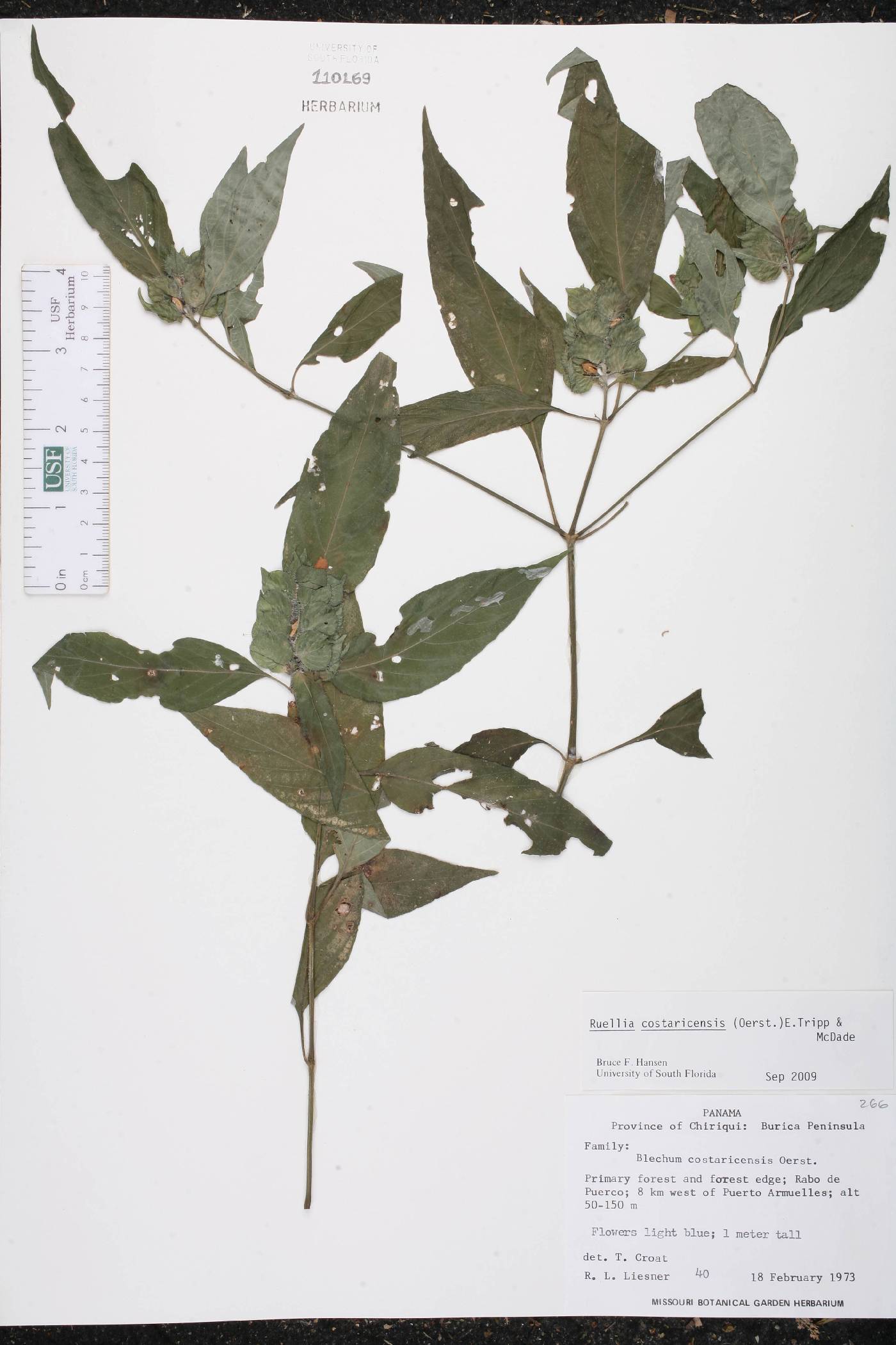 Ruellia costaricensis image
