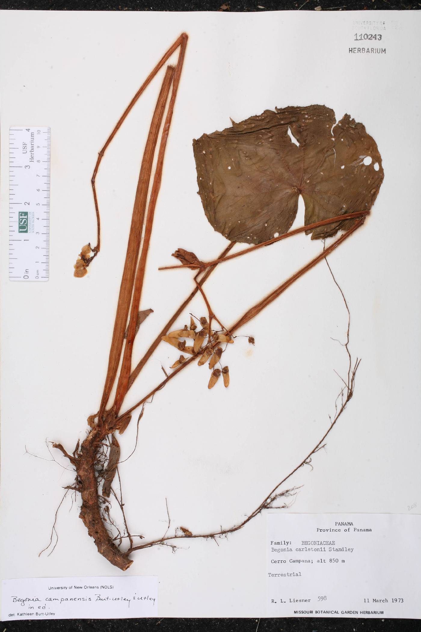 Begonia campanensis image