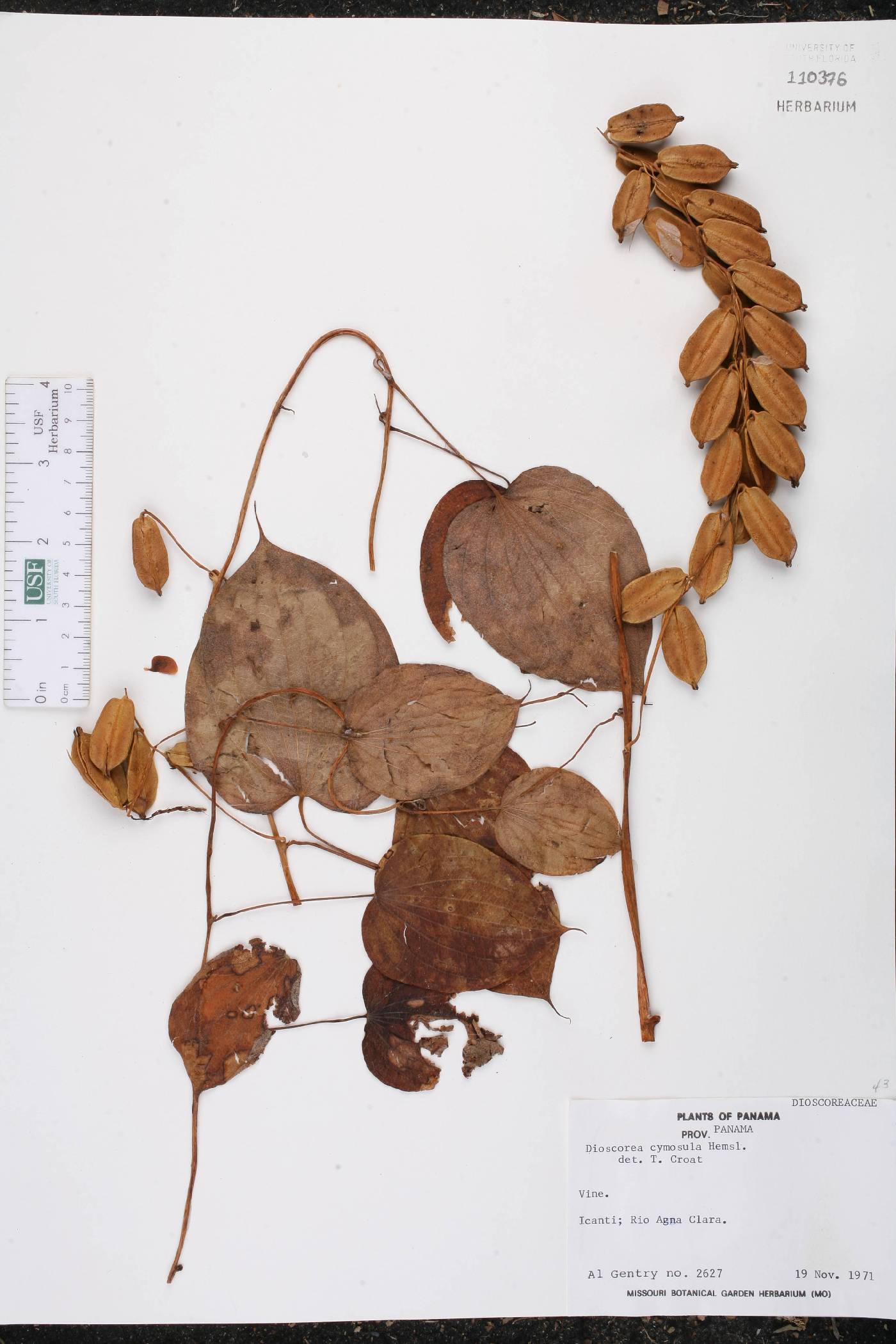 Dioscorea cymosula image