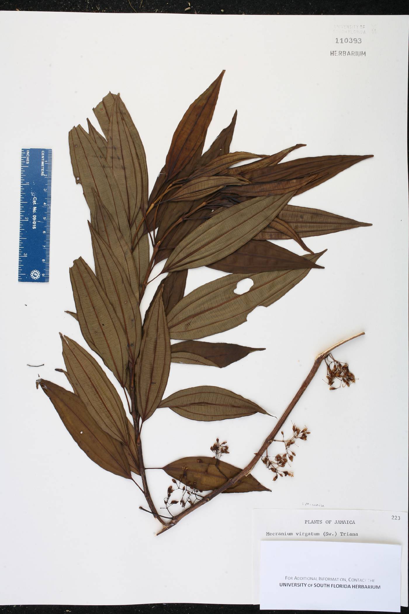Miconia virgata image