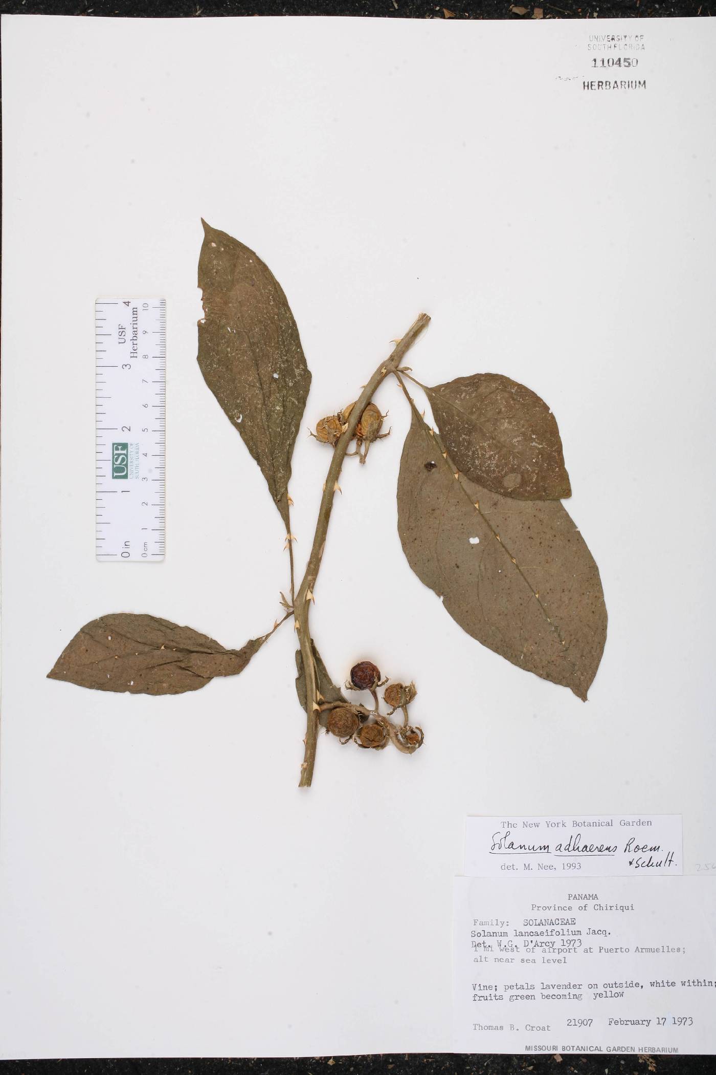 Solanum adhaerens image