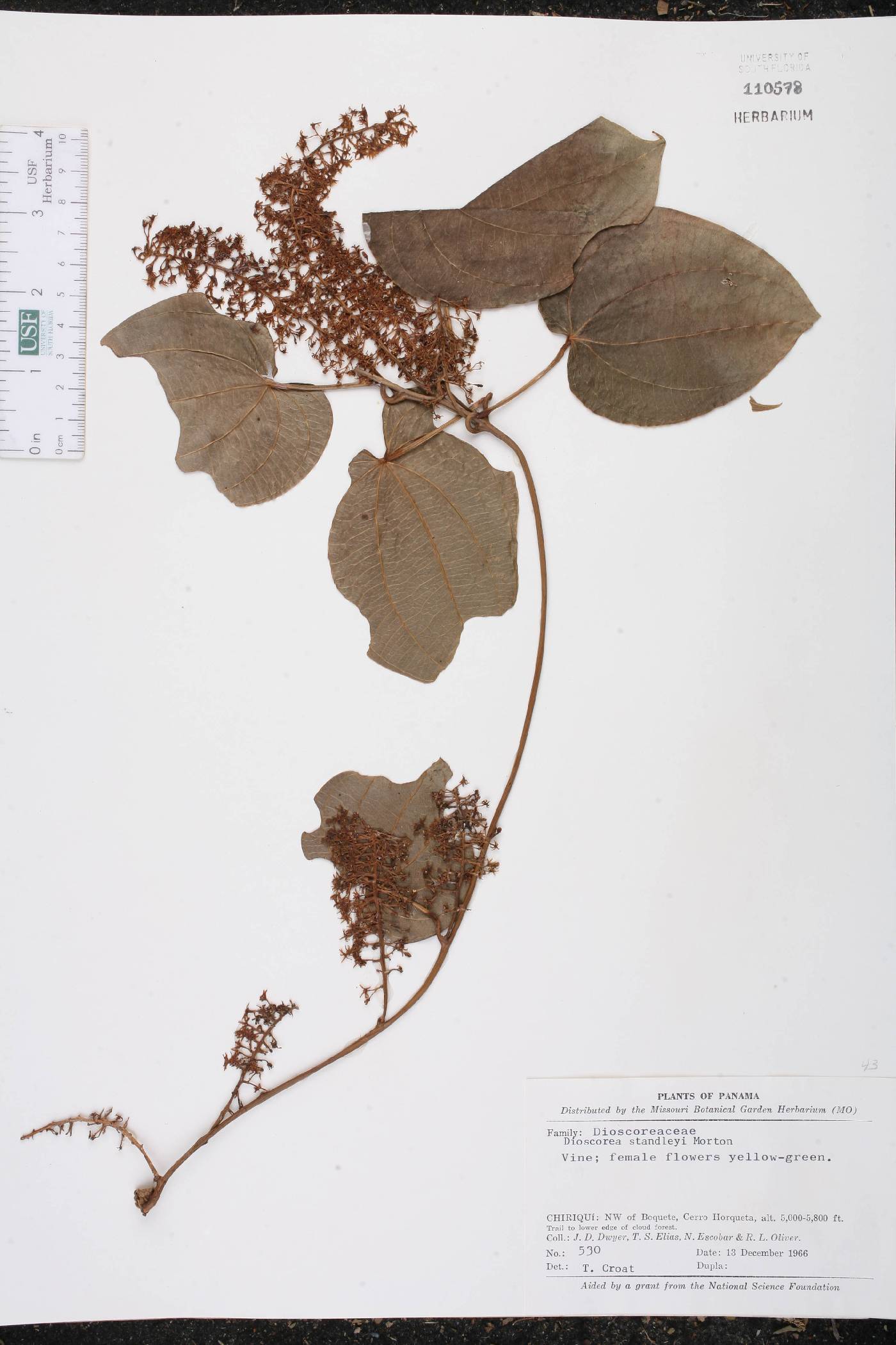 Dioscorea standleyi image