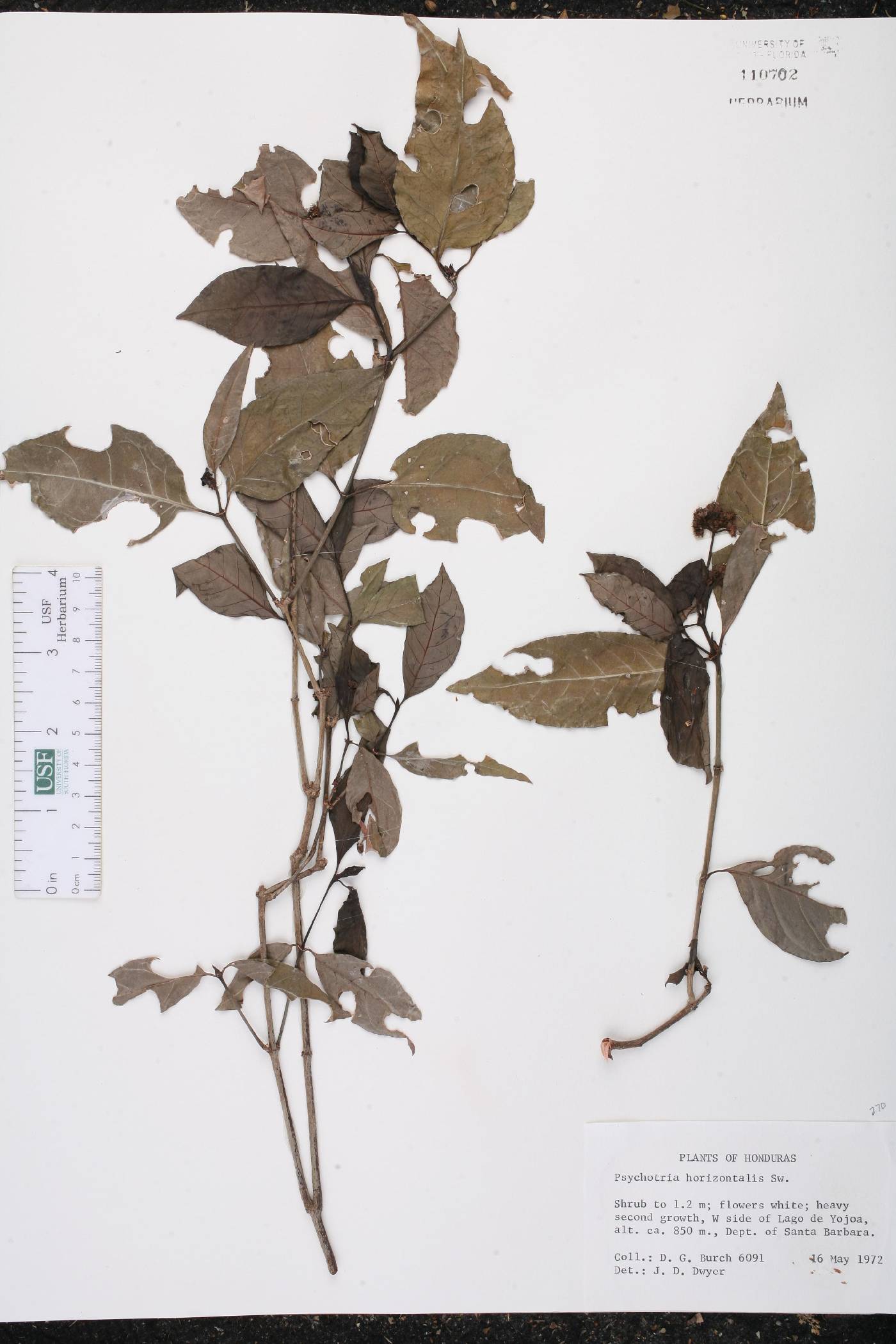 Psychotria horizontalis image