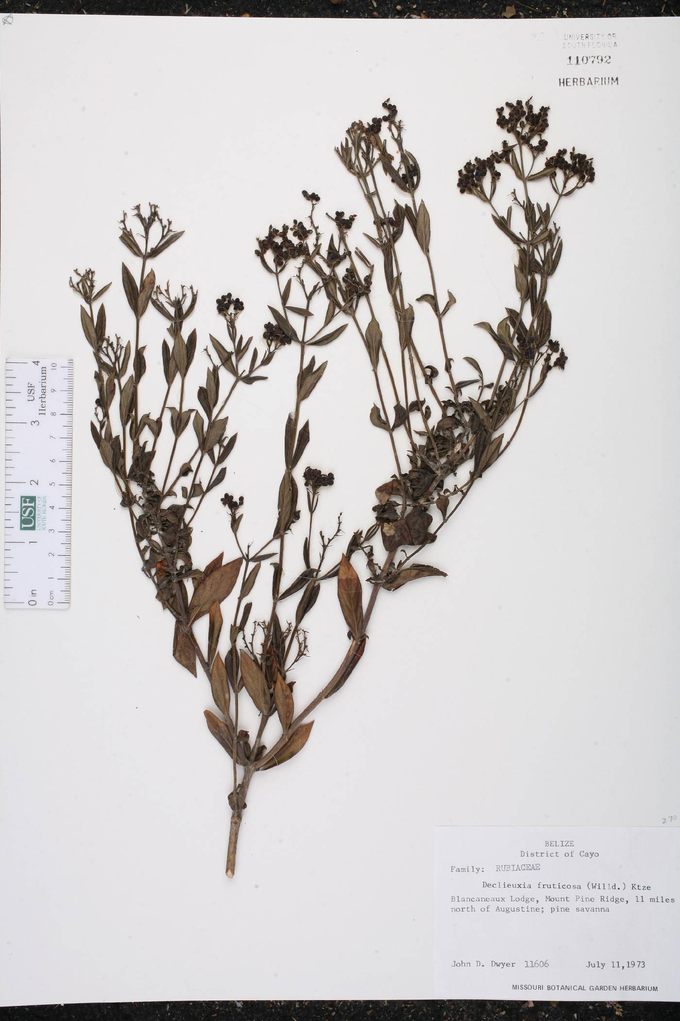 Declieuxia fruticosa image