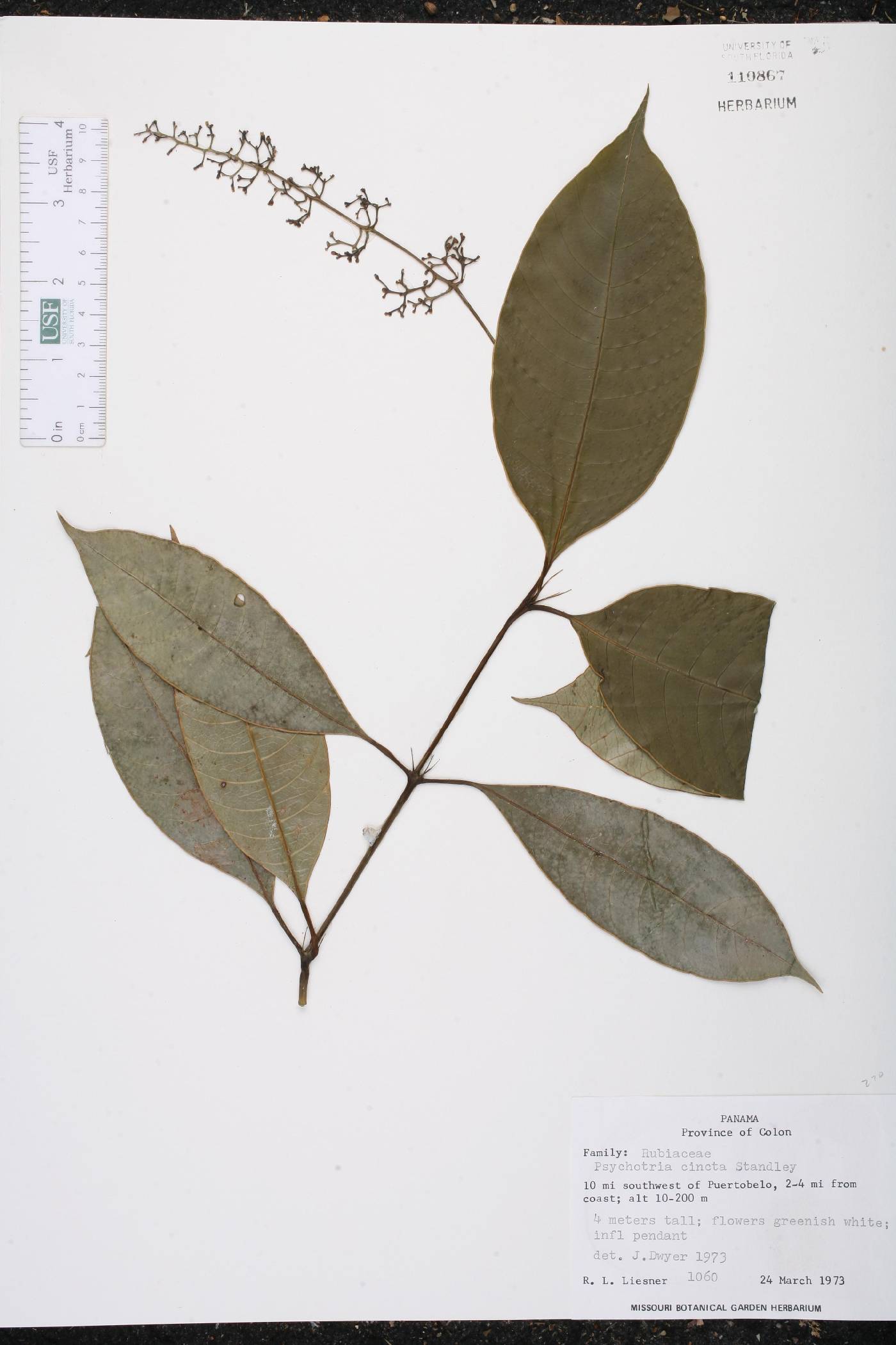 Palicourea longicuspis image