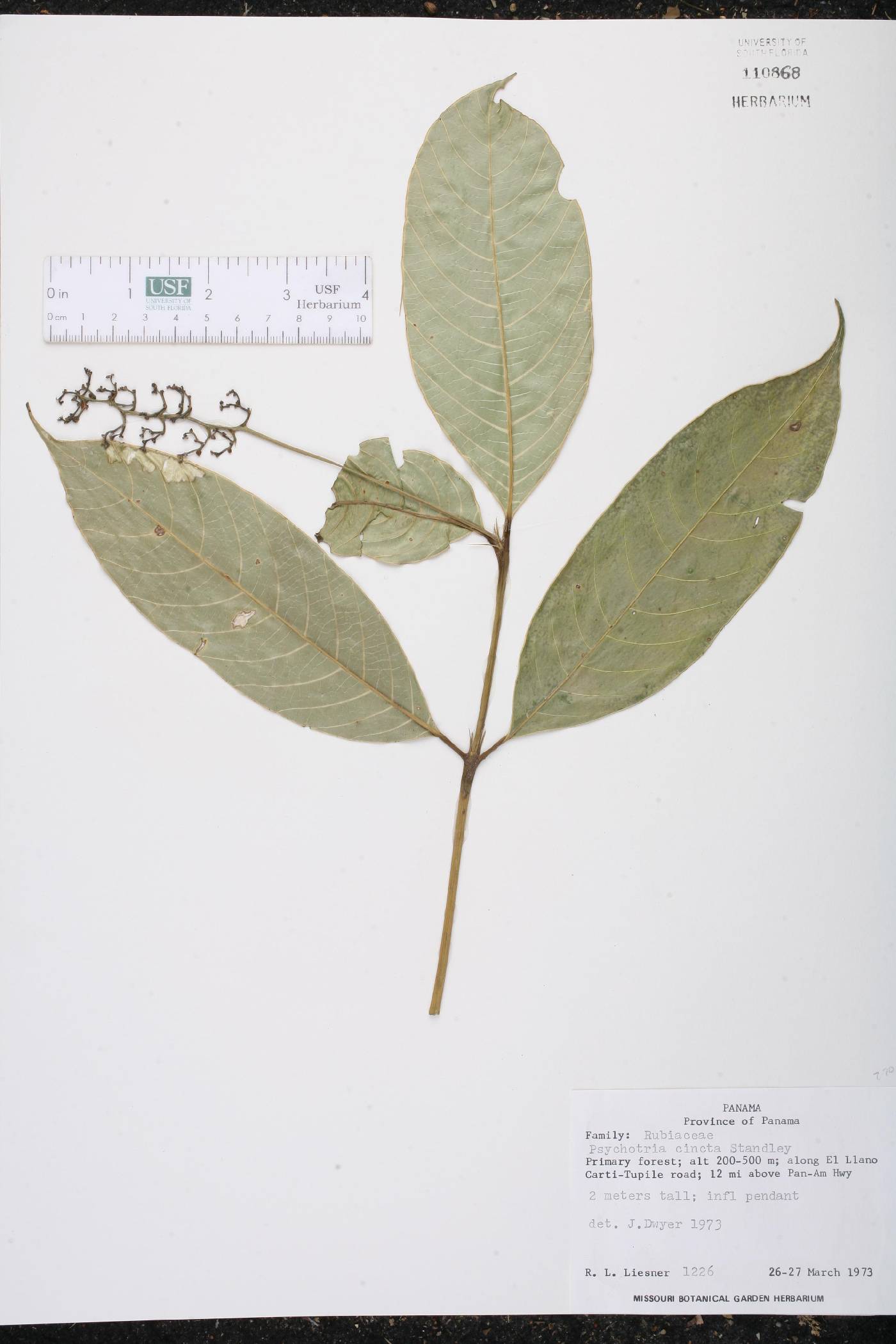 Palicourea longicuspis image