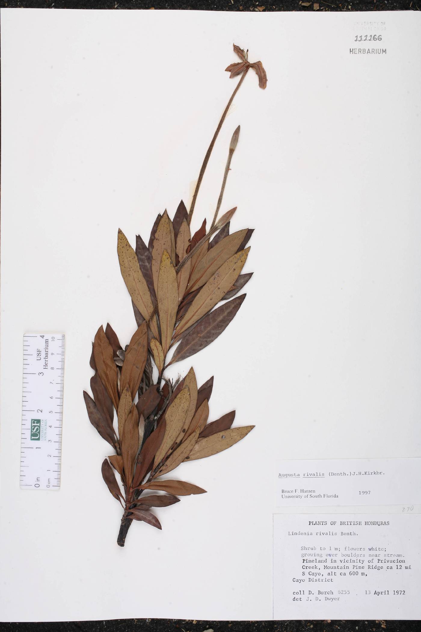 Augusta rivalis image