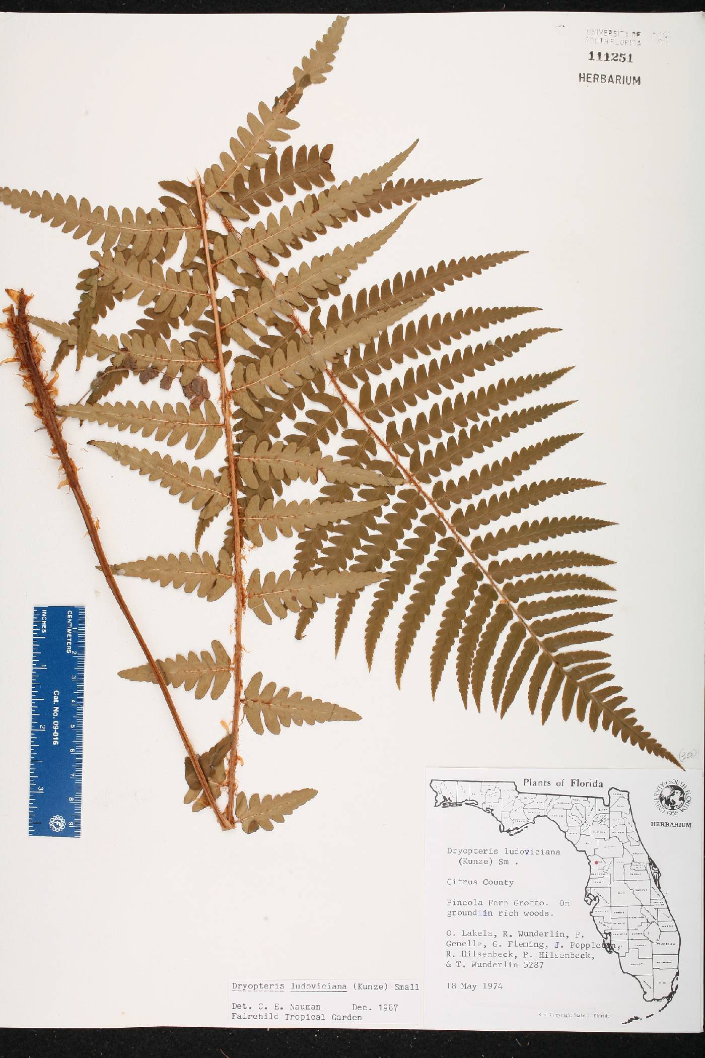 Dryopteris ludoviciana image