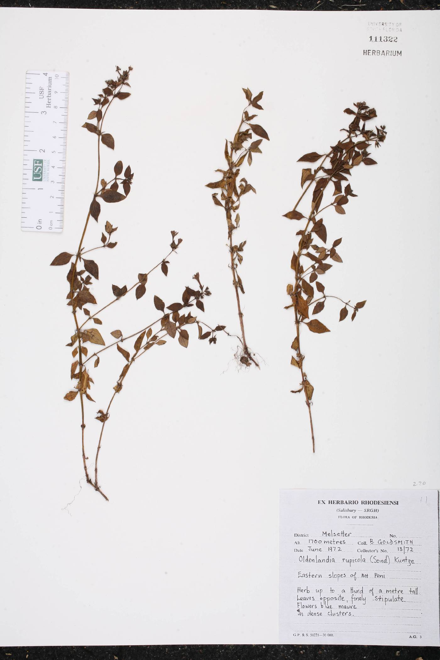 Oldenlandia rupicola image