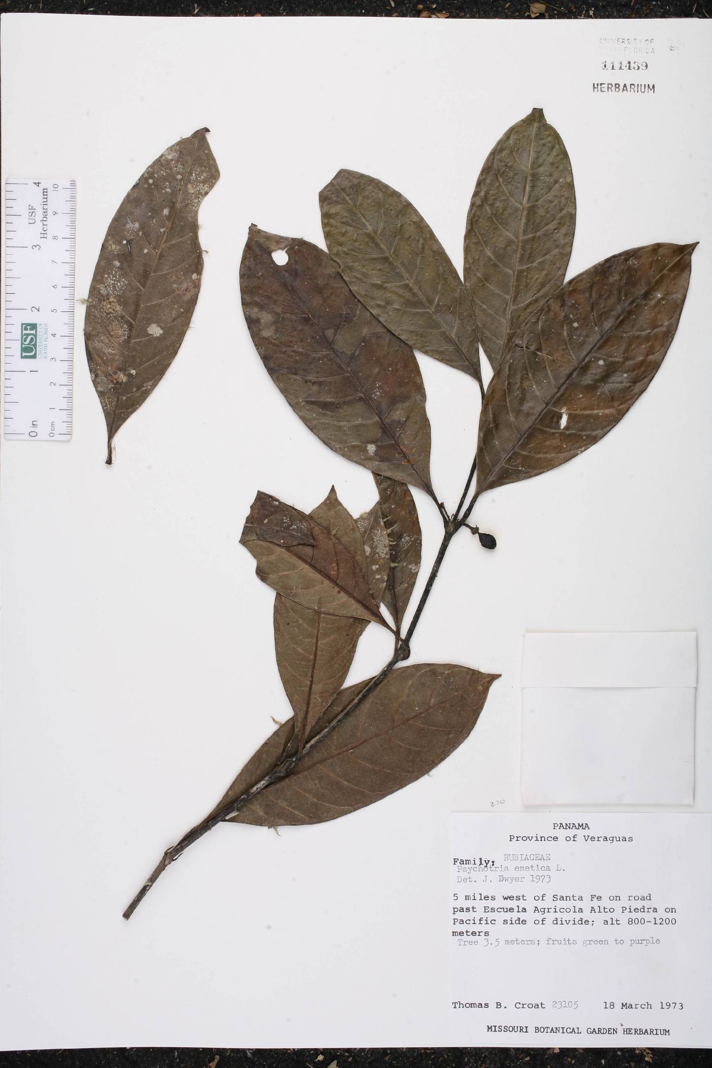 Psychotria yapoensis image