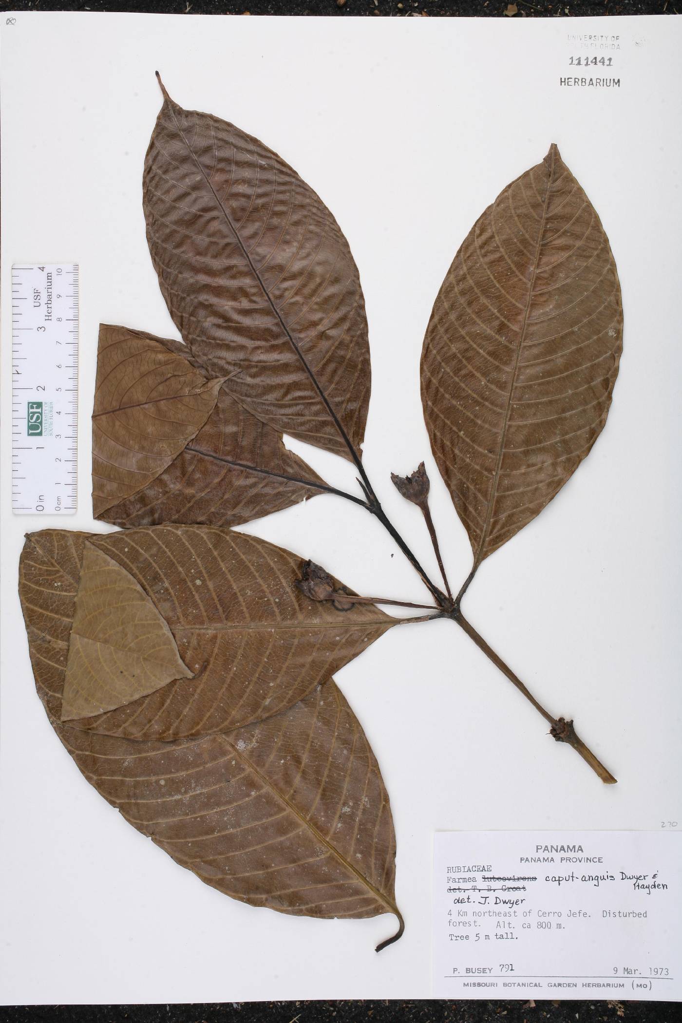 Faramea papirifolia image