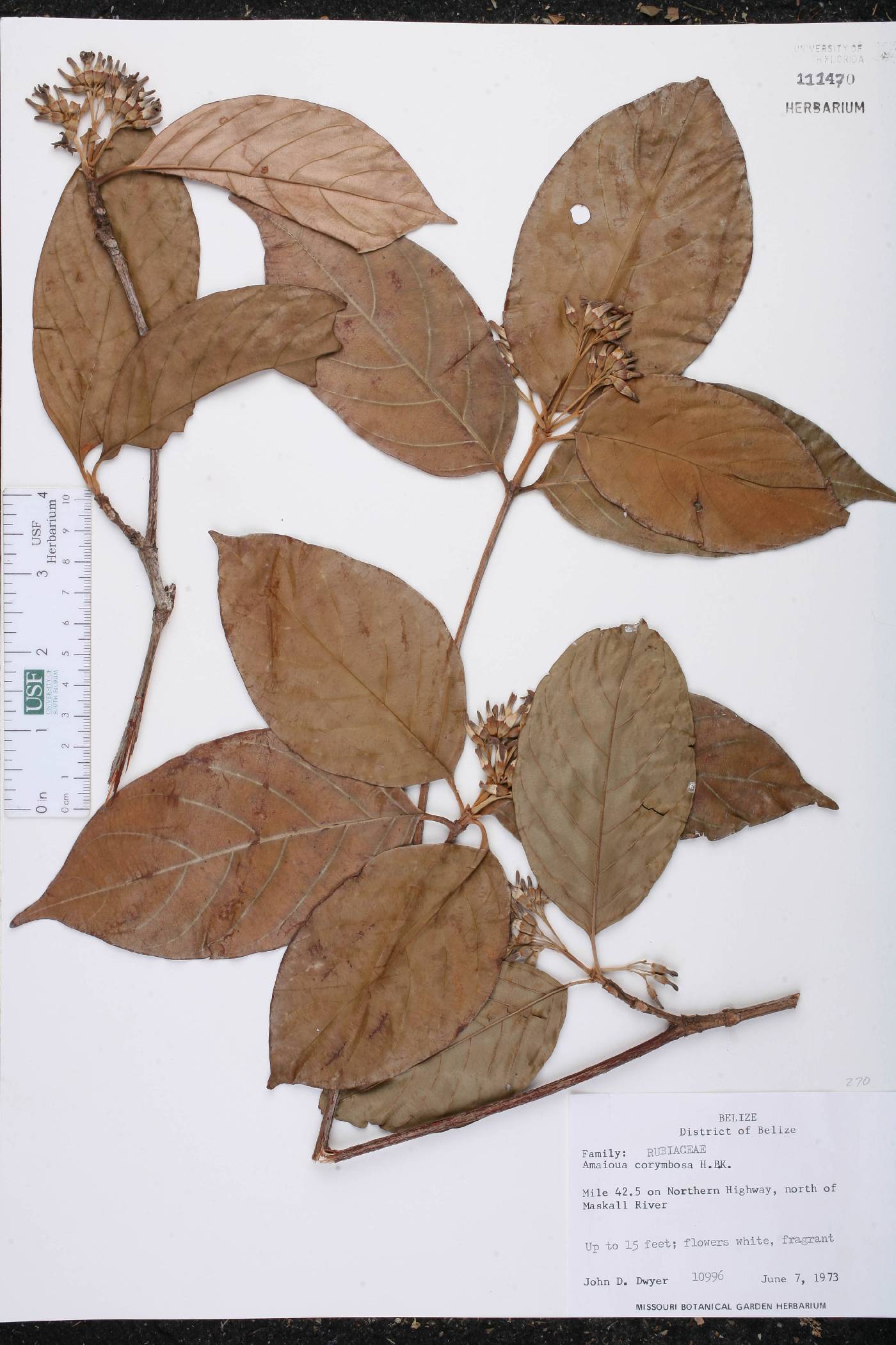 Amaioua corymbosa image