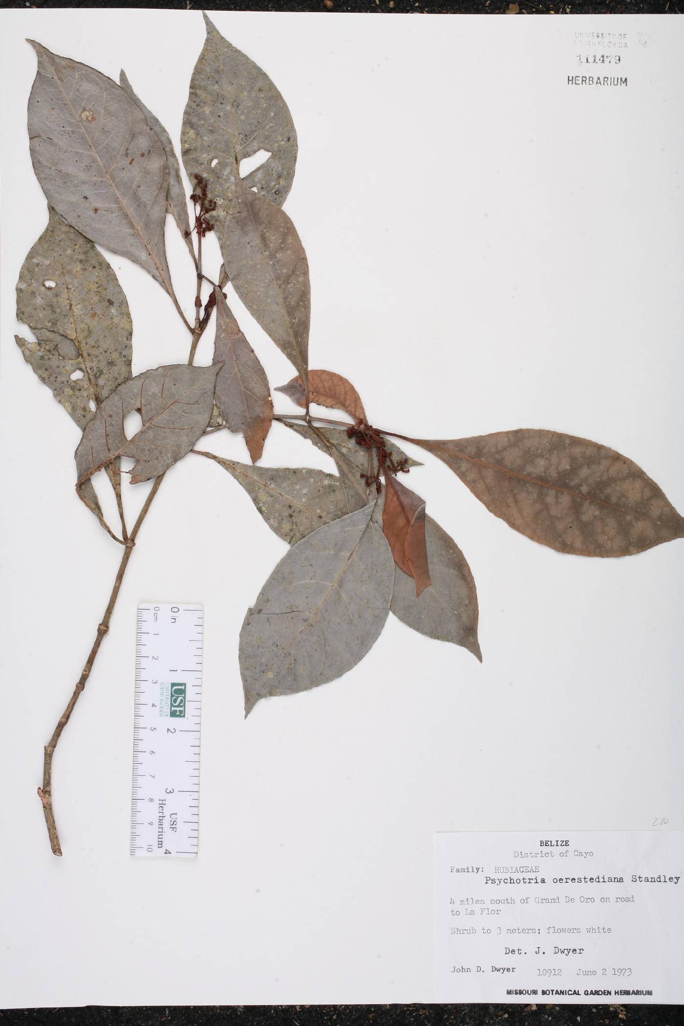 Psychotria oerstediana image