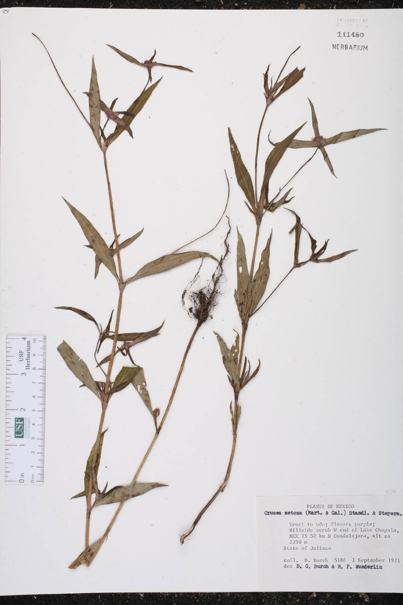 Crusea setosa image