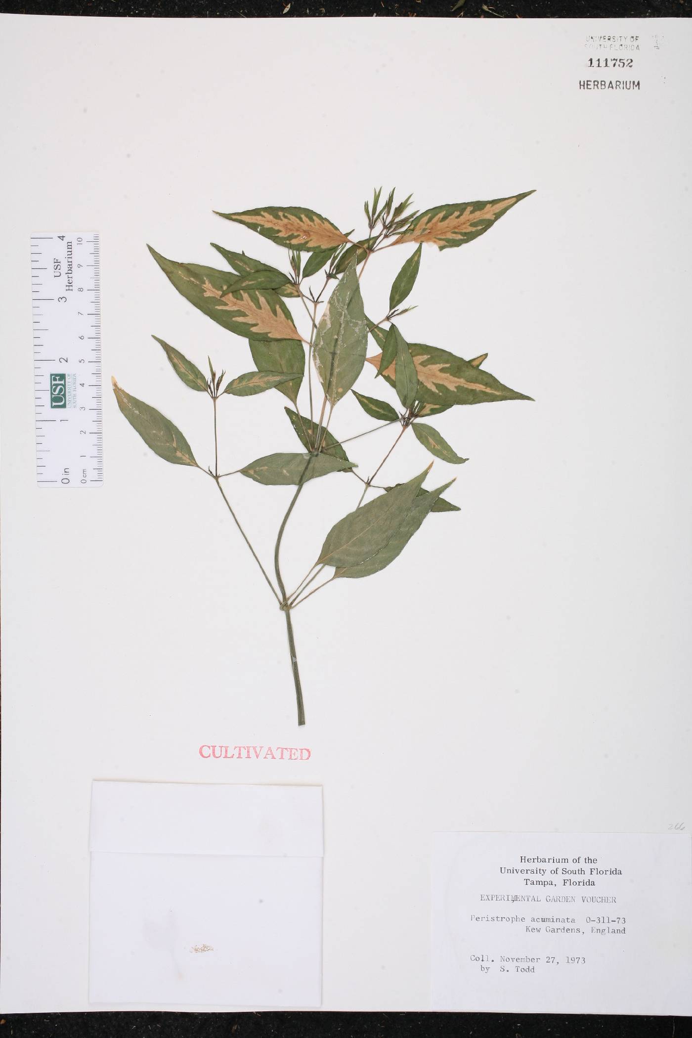 Dicliptera sebastinei image