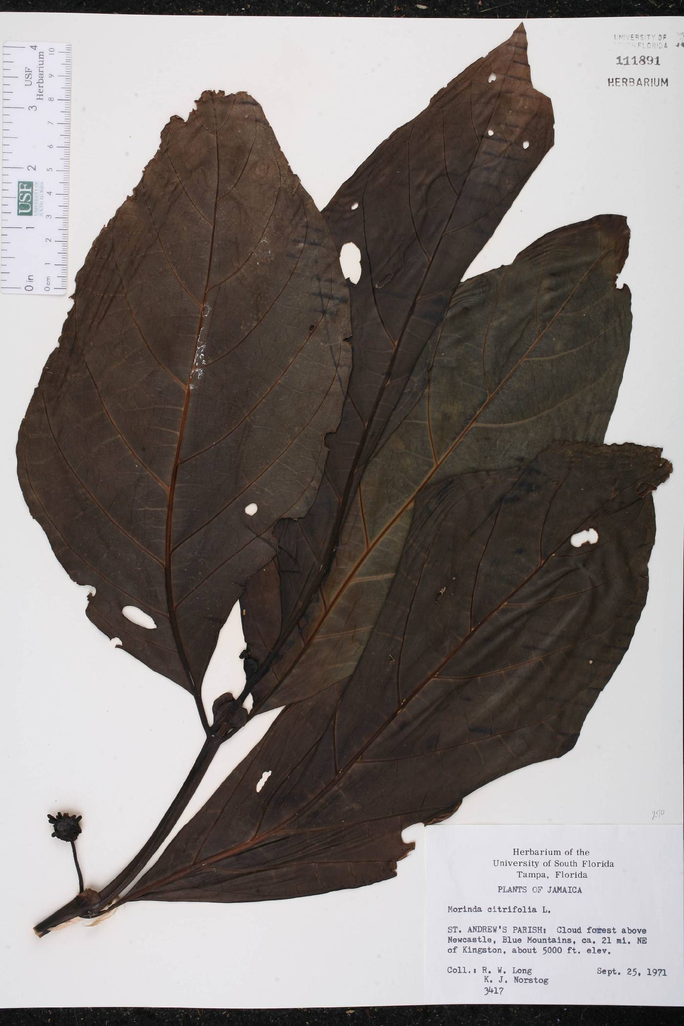 Morinda citrifolia image