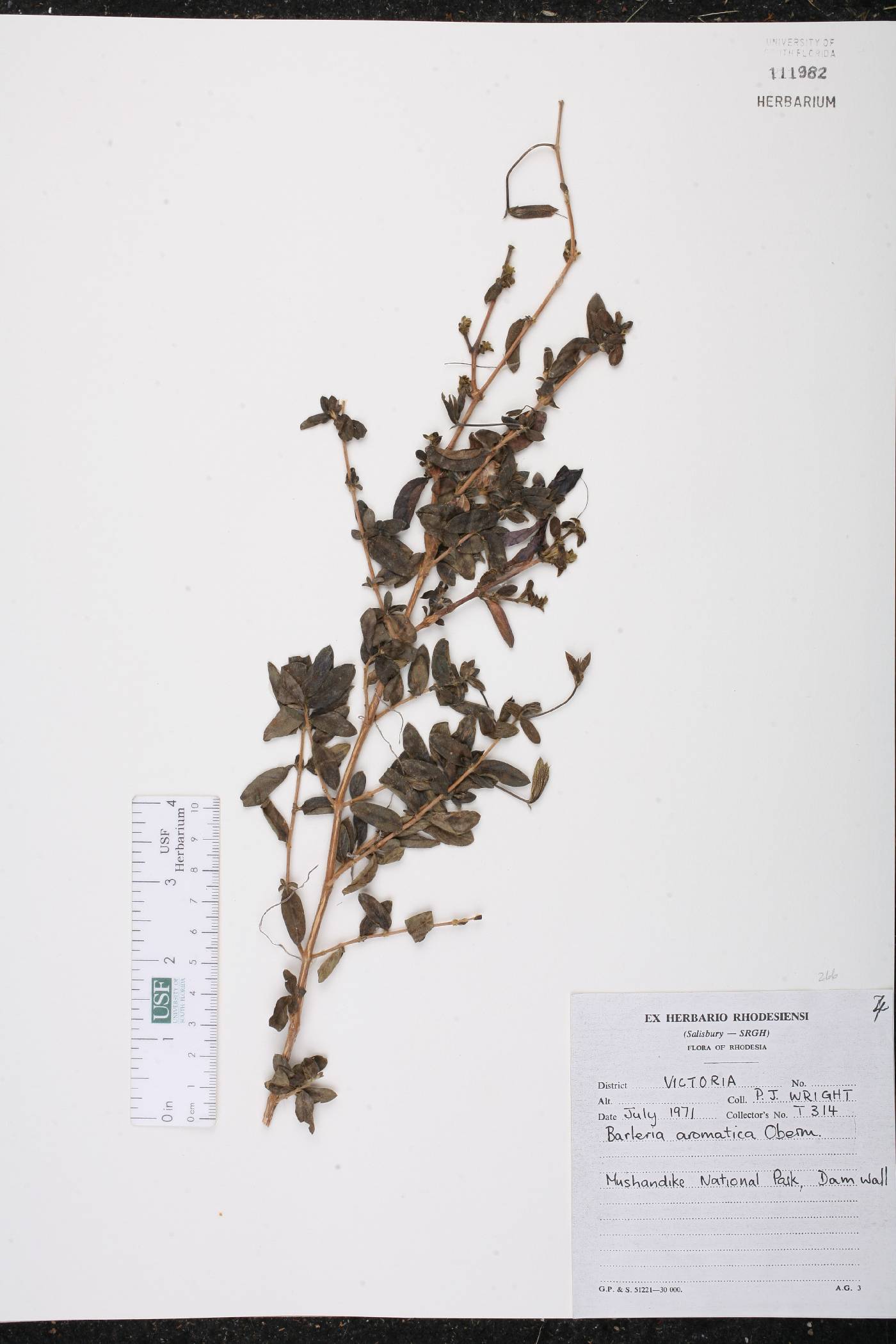 Barleria aromatica image