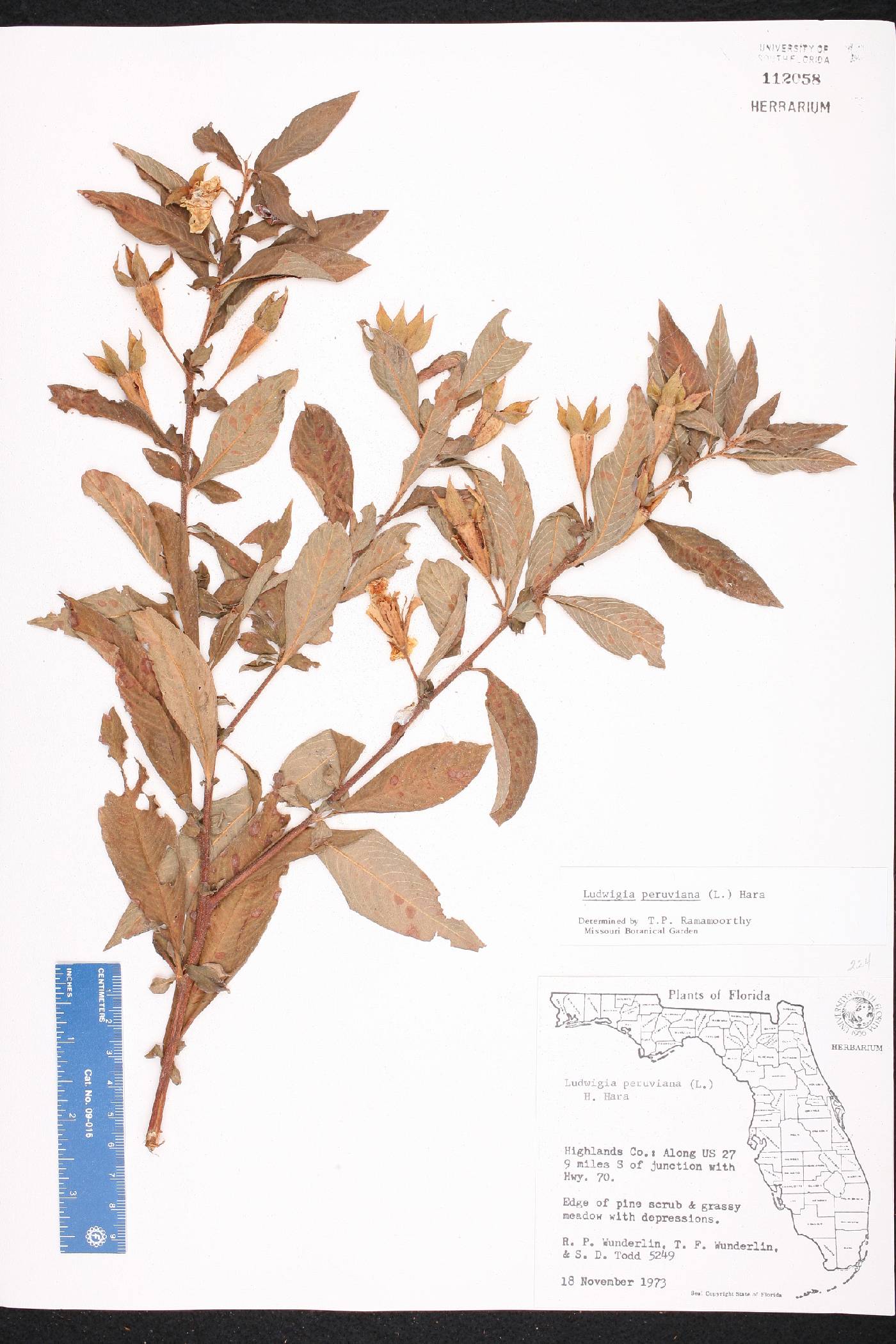 Ludwigia peruviana image